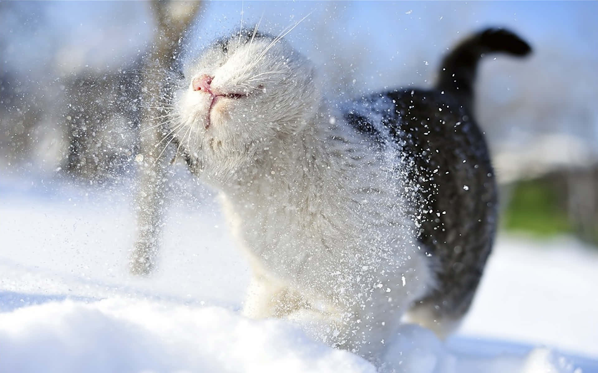 一隻在陽光明媚的冬日裡玩雪的貓。