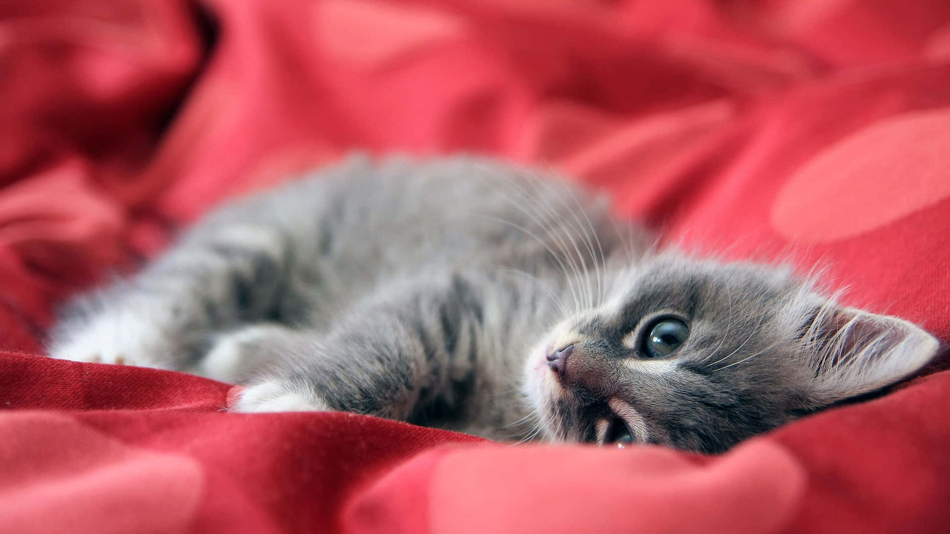 貓咪背景 壁紙