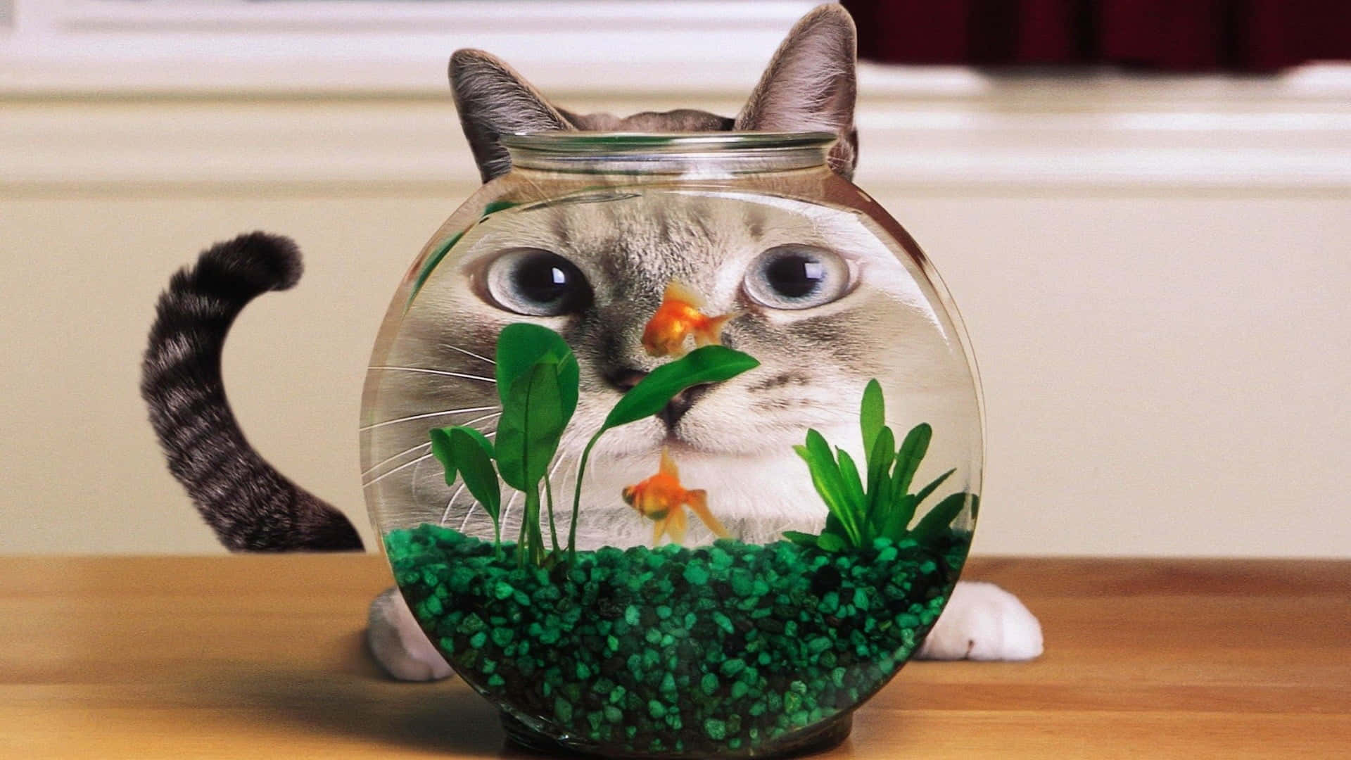 水族箱 桌布 壁紙 — 貓的臉透過一個裝滿綠色礫石植物和金魚的魚缸窺視。