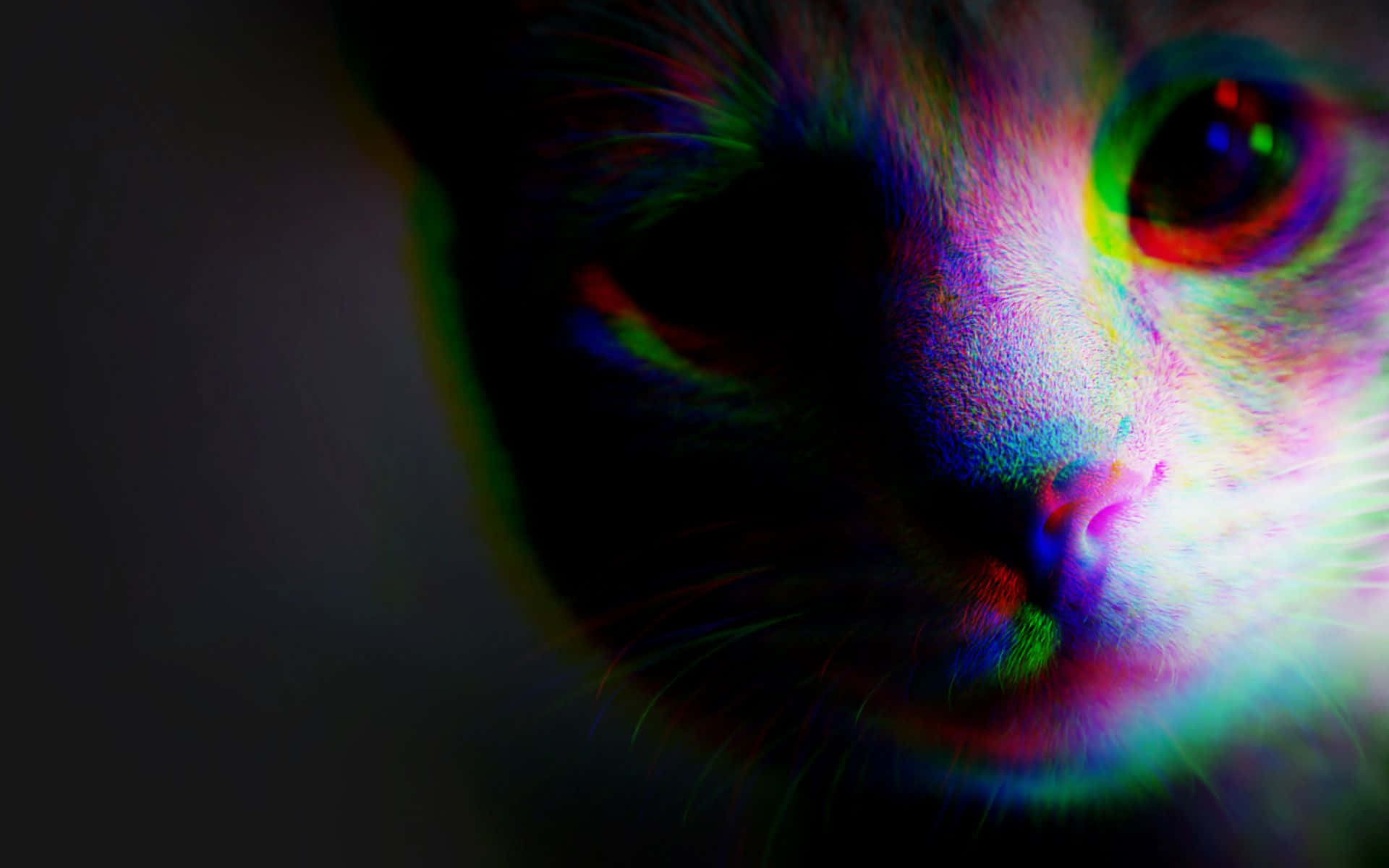 Trippy Animals 桌布 壁紙 — 貓臉的特寫，在黑暗背景中沐浴在充滿活力的故障霓虹色彩中。