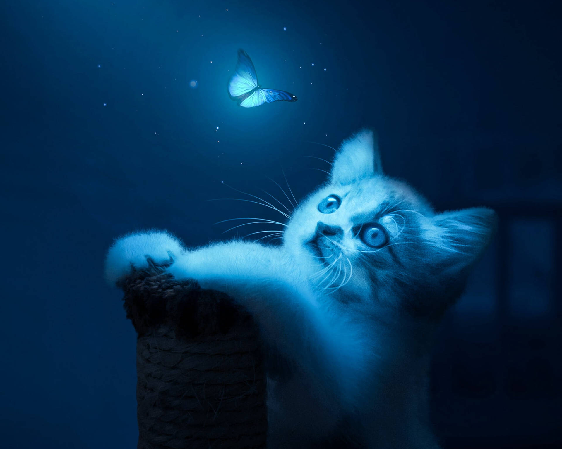 一隻白色小貓在繁星點點的夜空場景中，伸手抓向一隻發光的藍色蝴蝶。