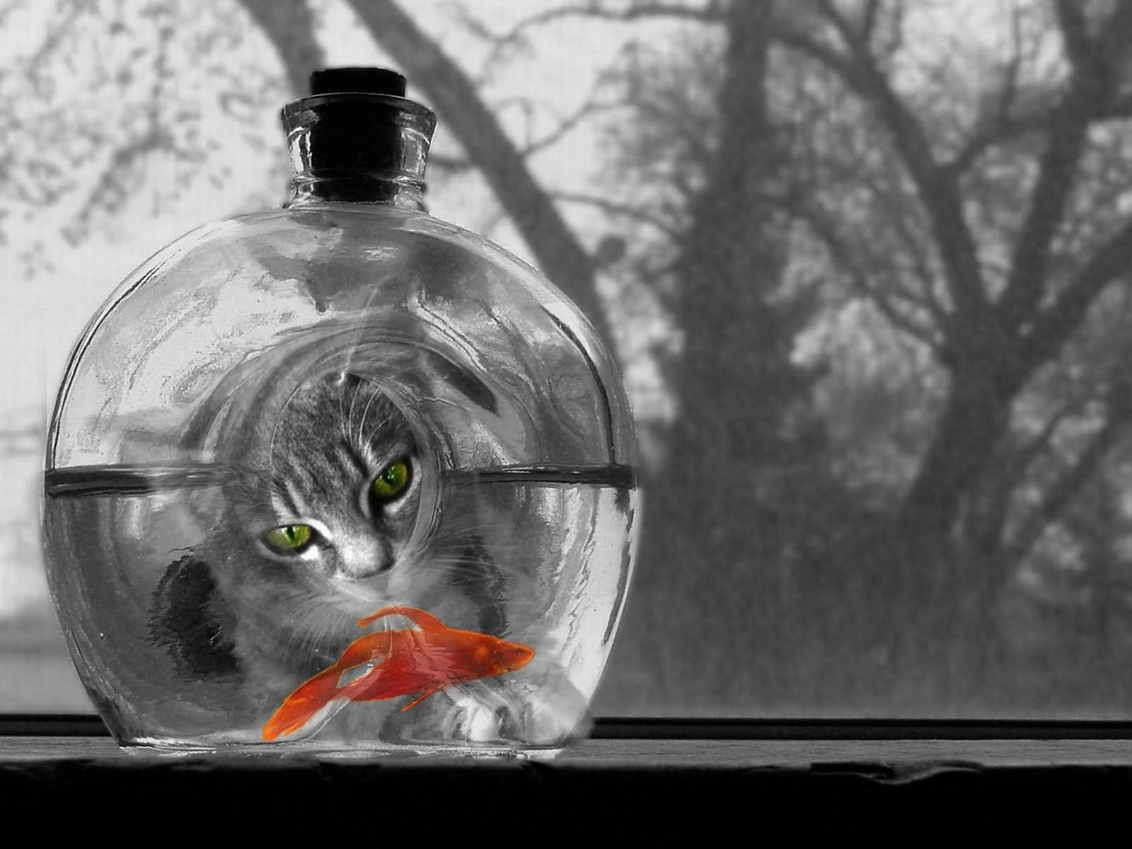 玻璃瓶中的貓和金魚，背景有樹木。 — 貓咪 壁紙