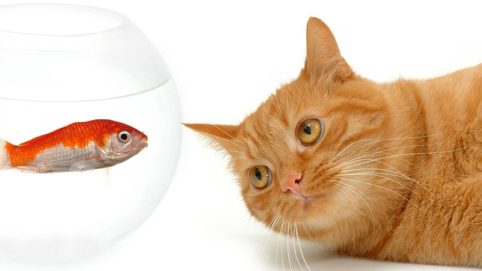 橙色貓在白色表面上觀看玻璃碗中的金魚