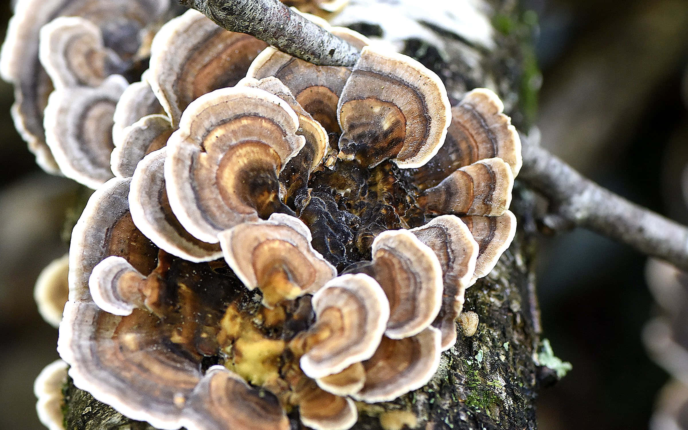 貝殼造型樹菌圖 壁紙 — 森林中苔蘚樹枝上密集生長的棕色和奶油色層狀層架菇的特寫。
