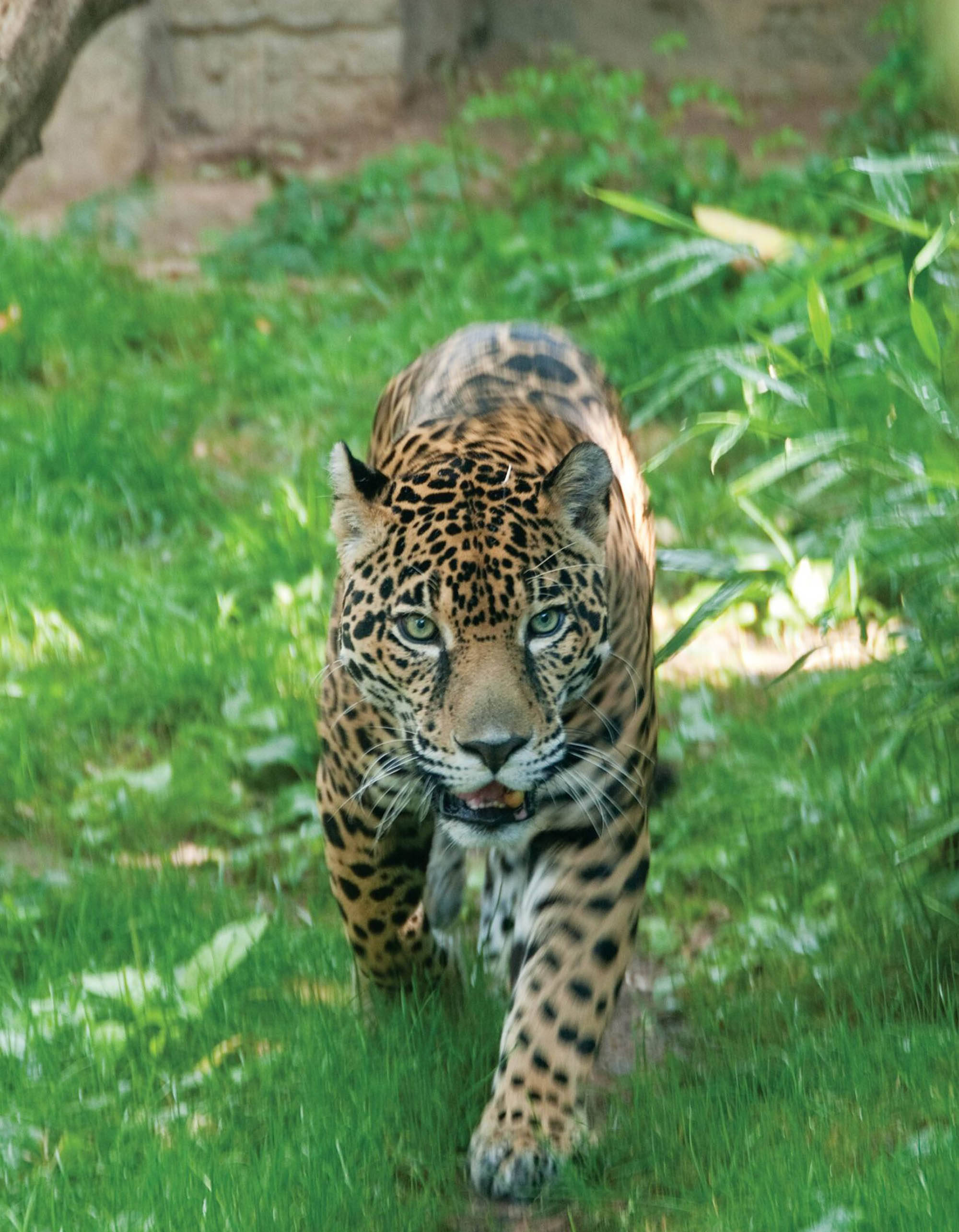 費城動物園美洲豹 壁紙 — 一隻雄偉的美洲虎穿過茂密的綠草向前邁進，強烈的綠色眼睛鎖定觀眾。