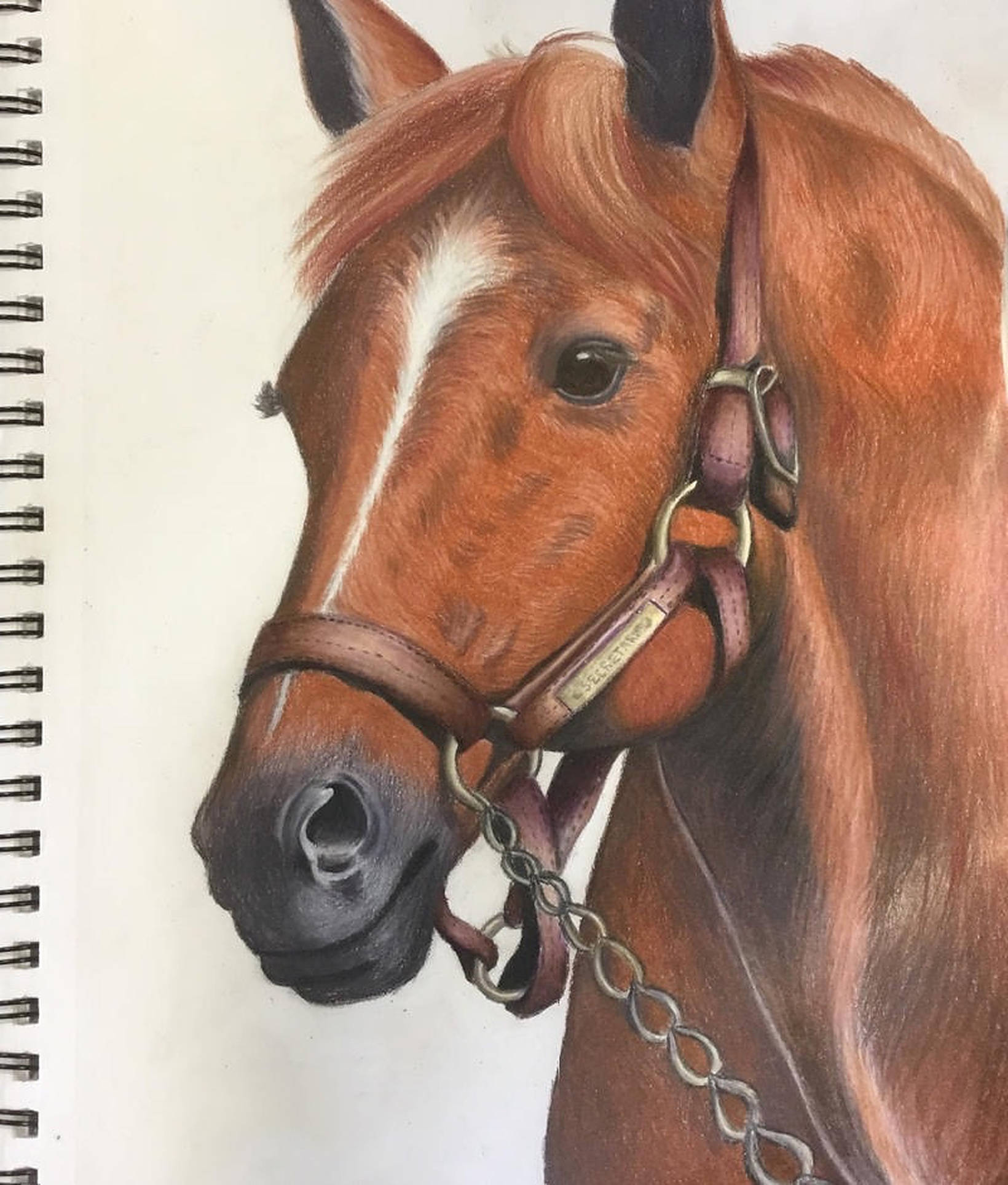 賽馬賽秘素描肖像 壁紙 — 螺旋筆記本中一匹栗色馬頭部帶有白色星紋和韁繩的詳細彩色鉛筆畫。