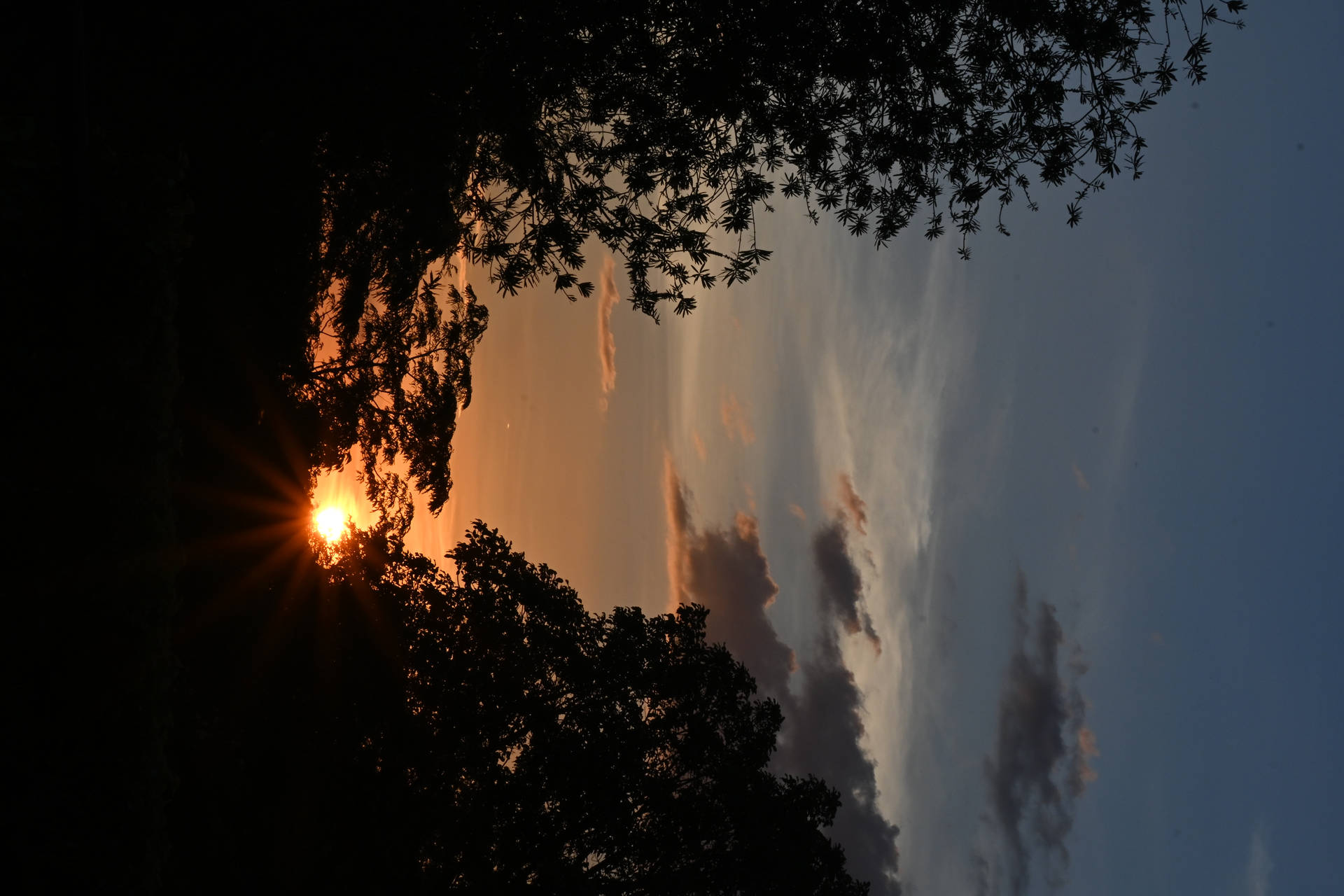 透過樹木剪影觀賞夕陽，帶有橙色光芒和藍色天空