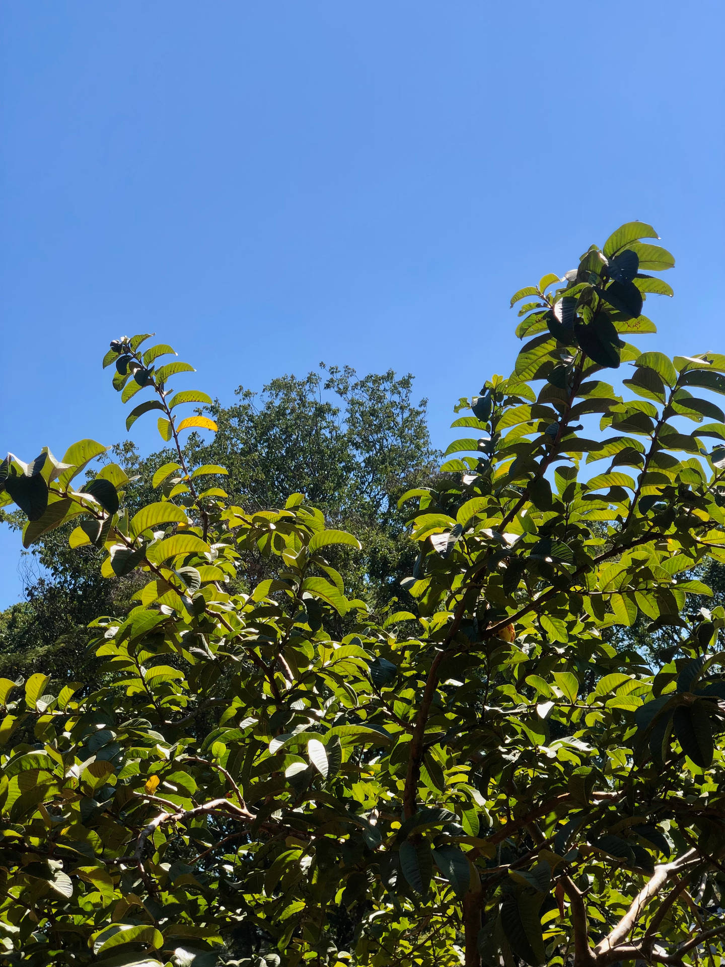 沐浴在陽光下的茂密綠色樹枝，映襯著清澈的藍天。