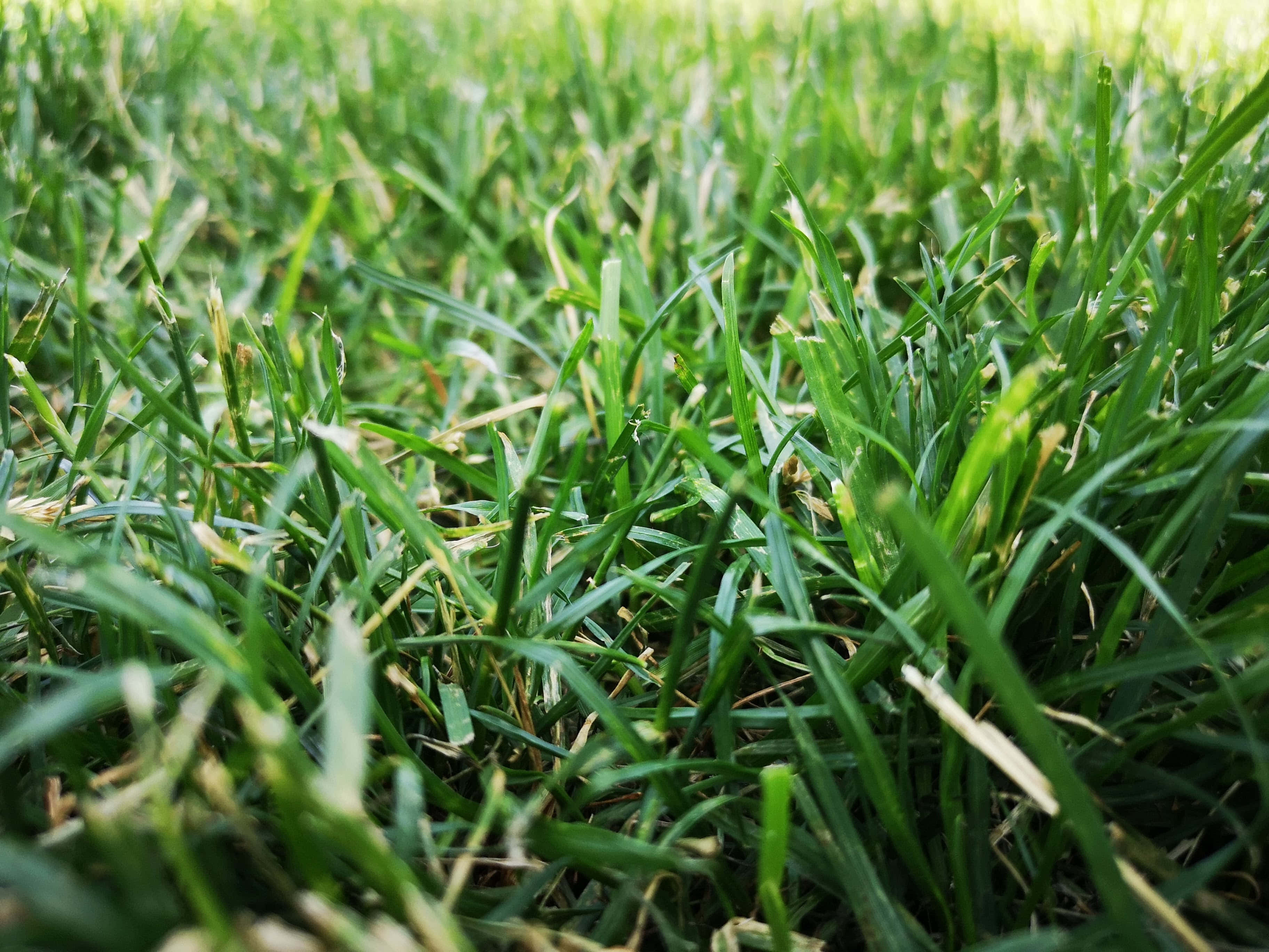 起伏綠丘與翠綠草地 壁紙 — 充滿活力的綠色草葉特寫，柔和陽光穿透而過，營造出寧靜的自然紋理。
