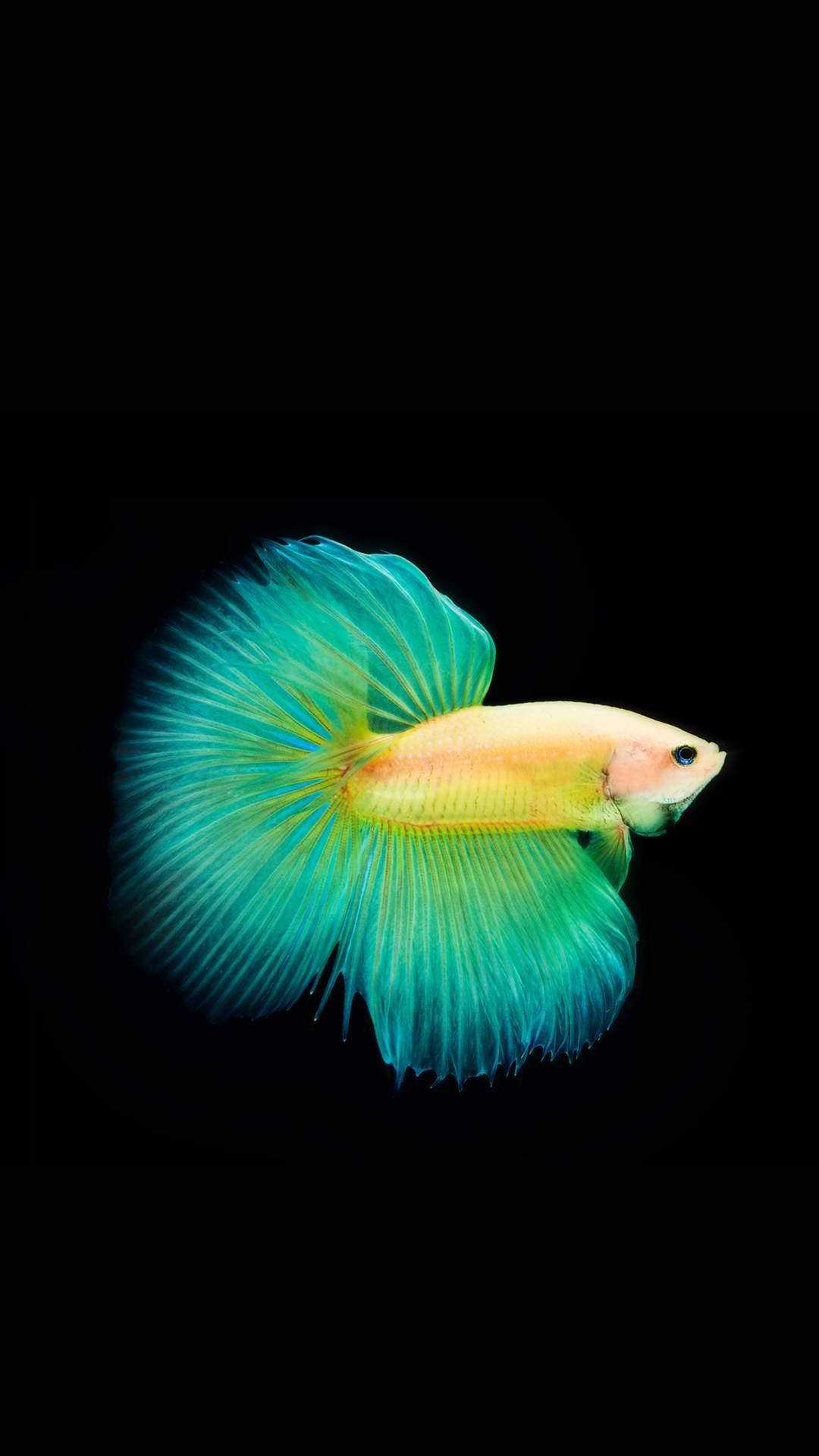 一條色彩繽紛的鬥魚，帶有流動的魚鰭，在黑色背景下。