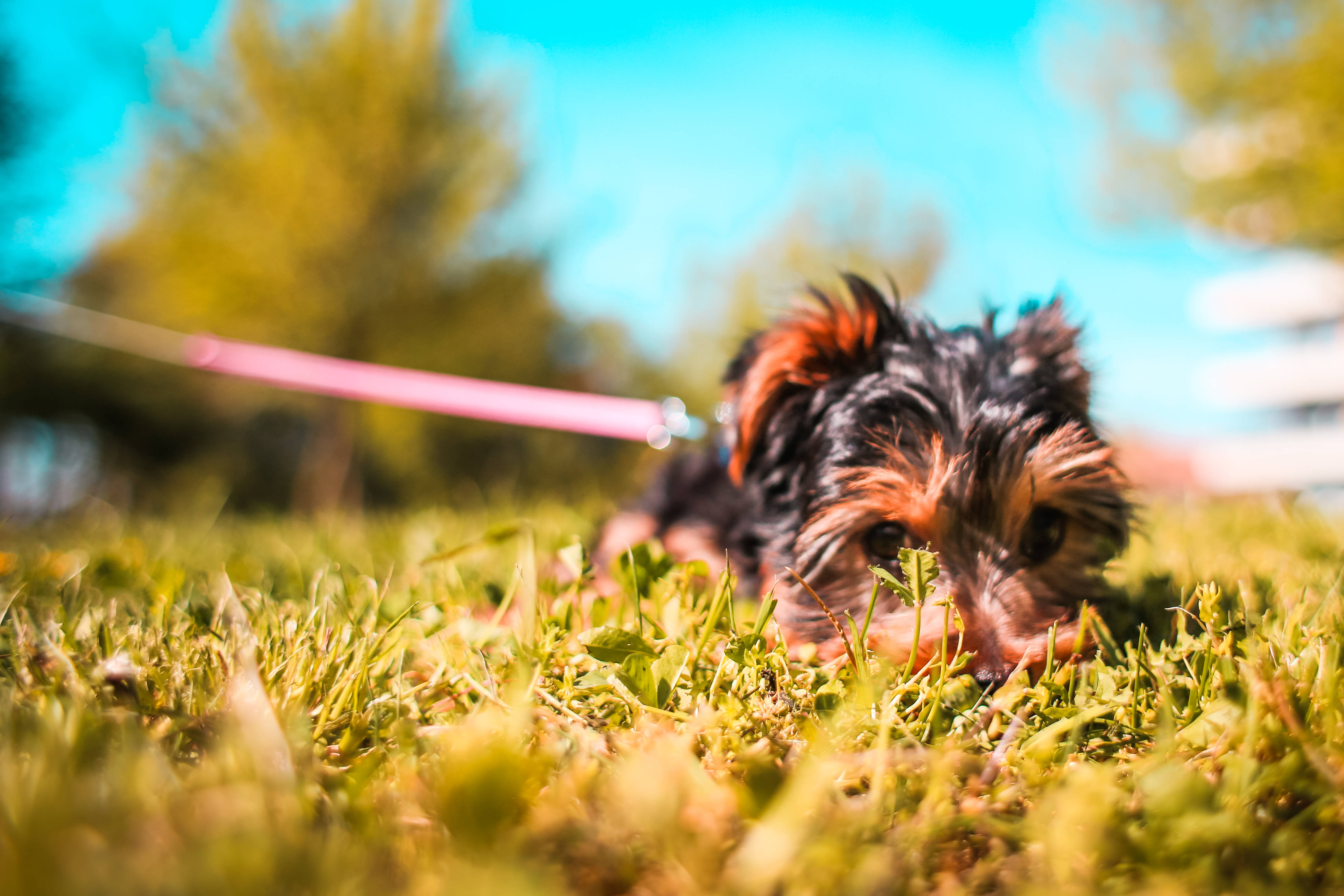 超可愛幼犬在草地上 壁紙 — 一隻黑色和棕褐色毛髮的小型毛茸茸狗躺在鮮綠色的草地上，在明亮的藍天下，附近有一條粉紅色的牽繩。