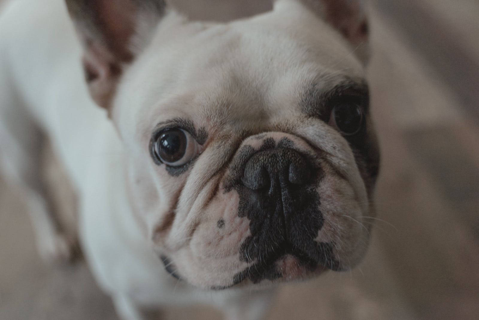超可愛法國鬥牛犬 壁紙 — 一隻白色法國鬥牛犬，擁有深色眼睛和鼻子，好奇地抬頭看著相機的特寫。
