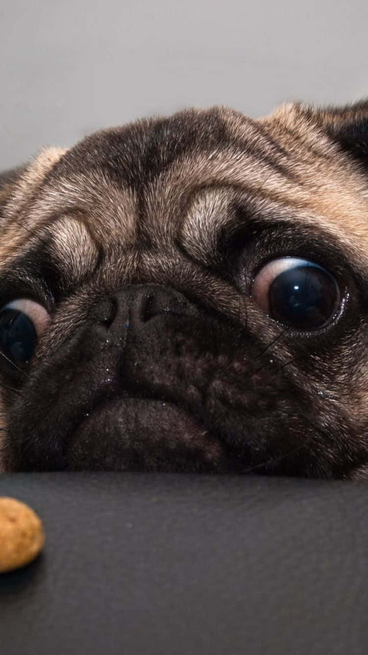 一隻大眼睛的八哥犬在黑暗表面附近越過零食凝視。