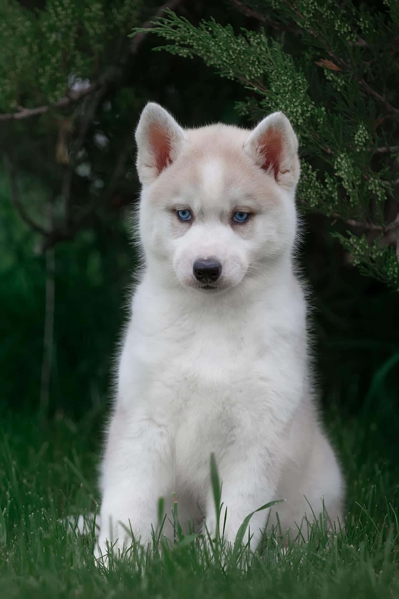 白色哈士奇幼犬藍色眼睛坐在綠色草地上靠近灌木叢。