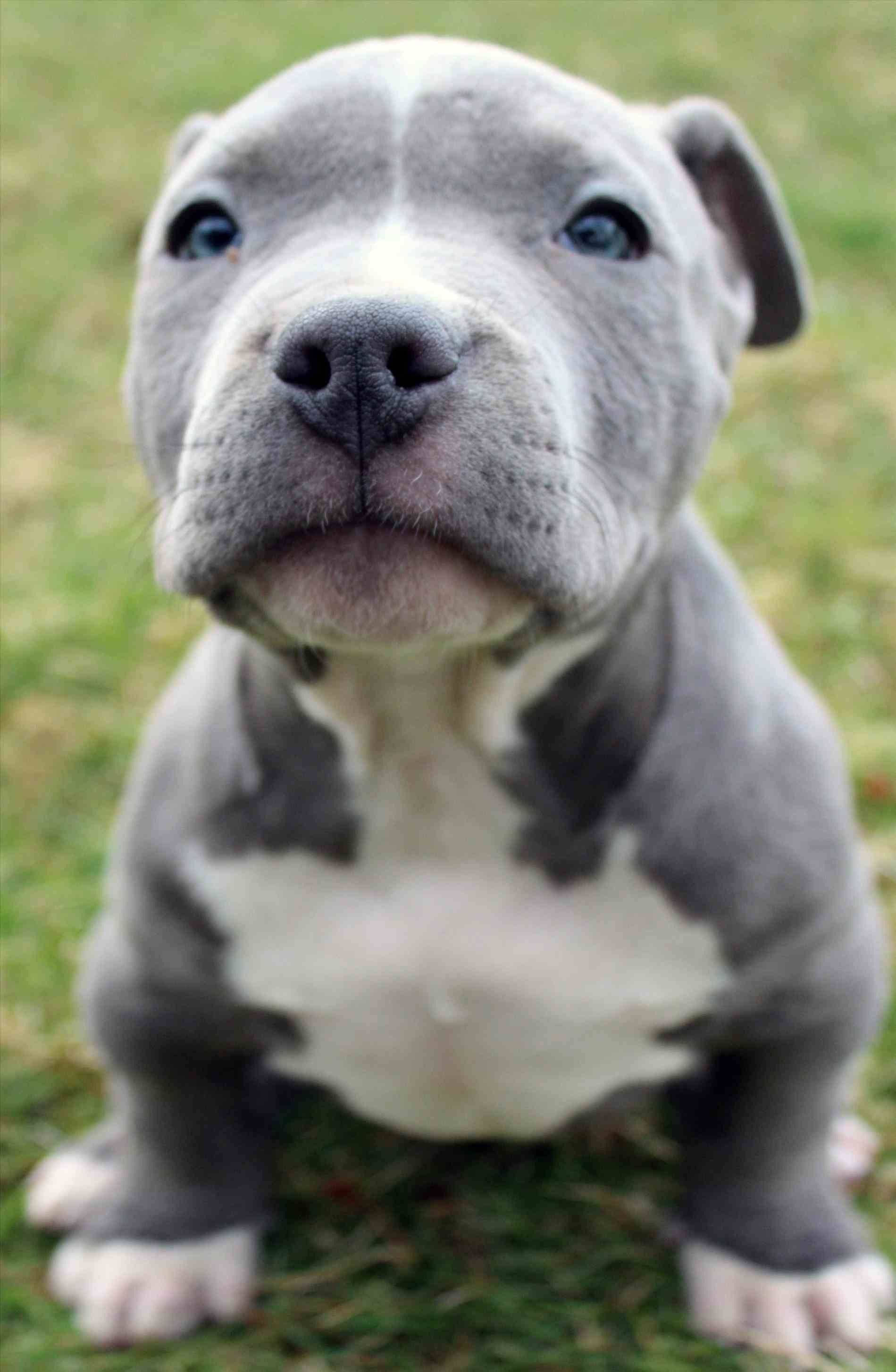 超可愛鬥牛犬幼犬 壁紙 — 一隻藍色比特犬幼犬的近距離特寫，擁有明亮的藍色眼睛，坐在綠色草地上好奇地向上看。