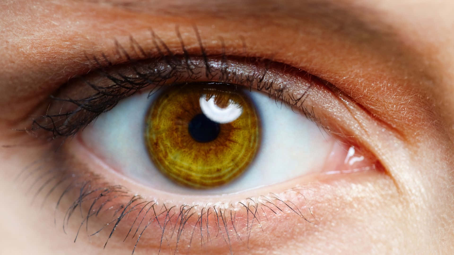 Eye 桌布 壁紙 — 超寫實特寫人類眼睛，金色棕色虹膜和精細睫毛反射光線。