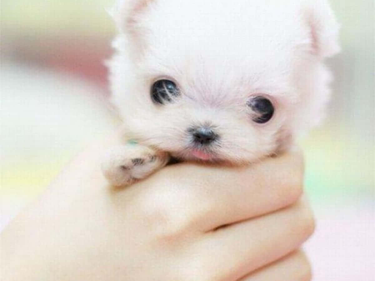 一隻被捧在手中的白色小狗。