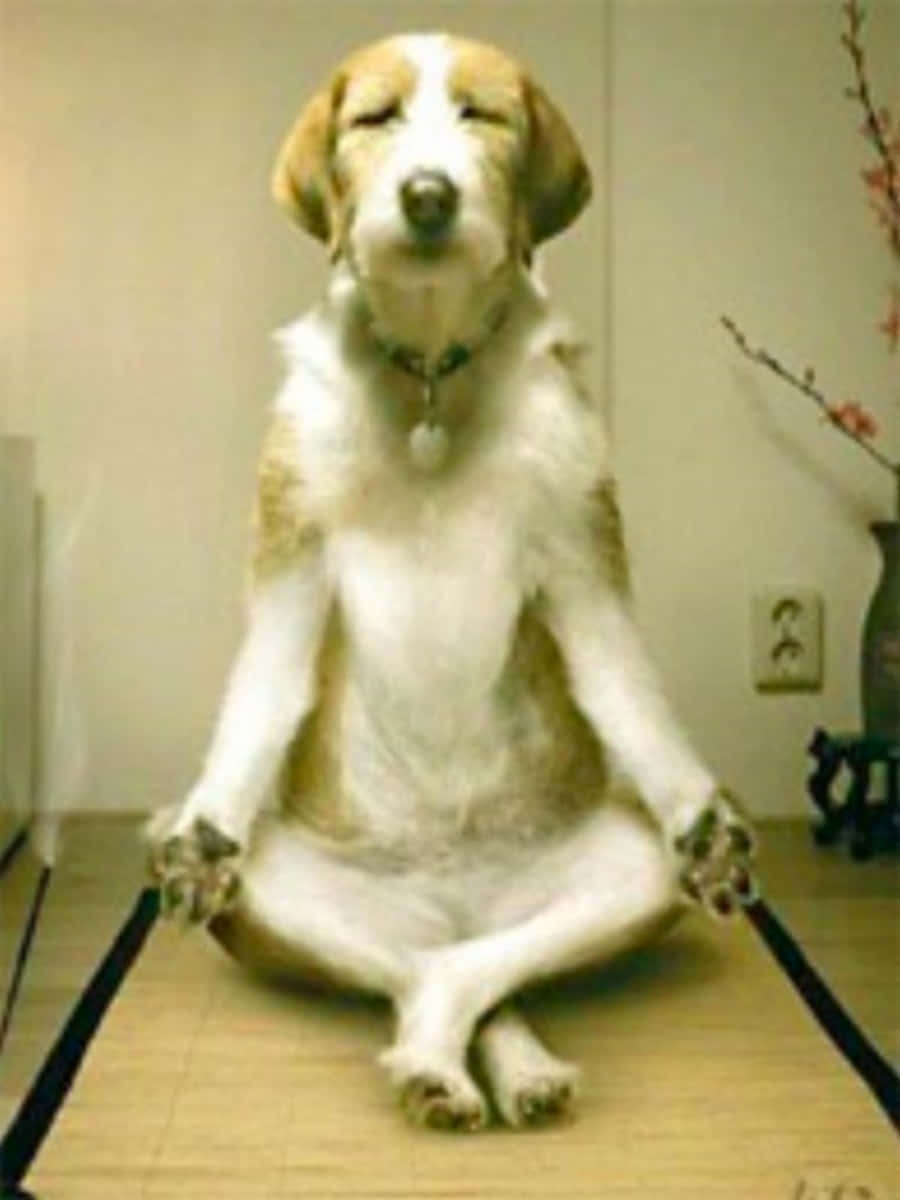 比格犬盤腿坐在榻榻米上閉眼冥想。