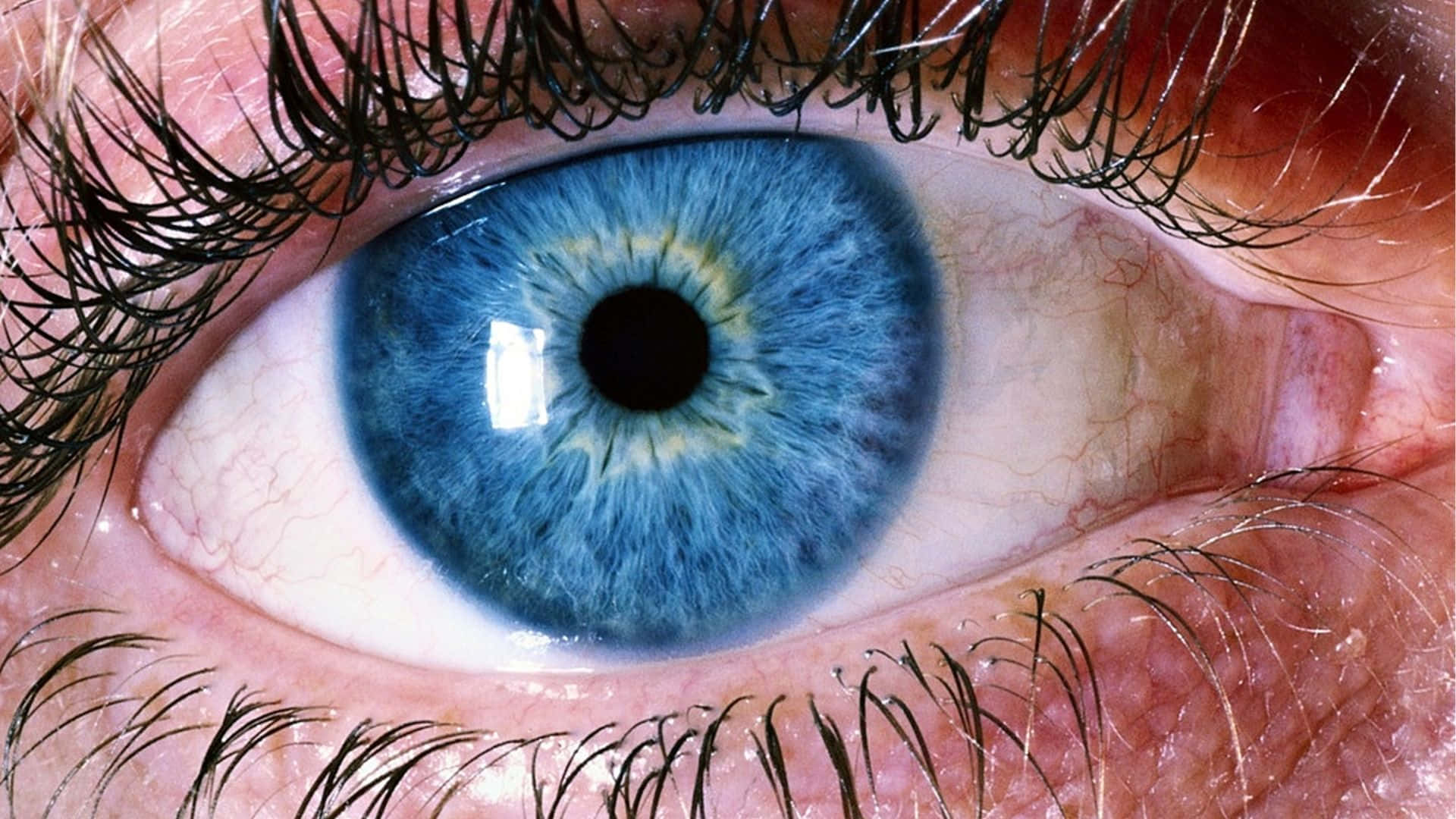 Eye 桌布 壁紙 — 超現實特寫鏡頭，捕捉一隻生動的藍色人眼，虹膜圖案細緻，睫毛長而濃黑。