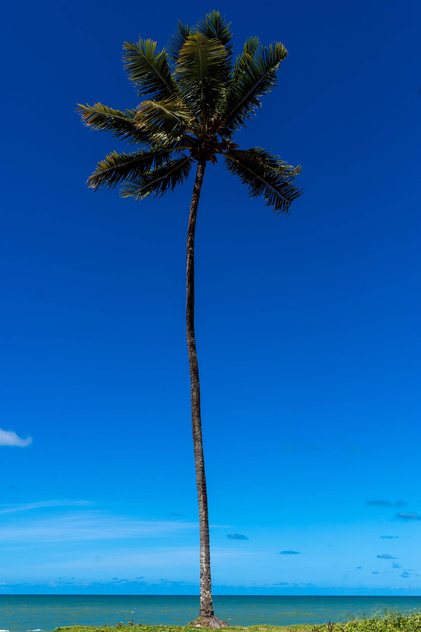 超高解析度海灘椰子樹 壁紙 — 一棵孤獨的高棕櫚樹矗立在鮮豔的藍天下，下方是海洋地平線。