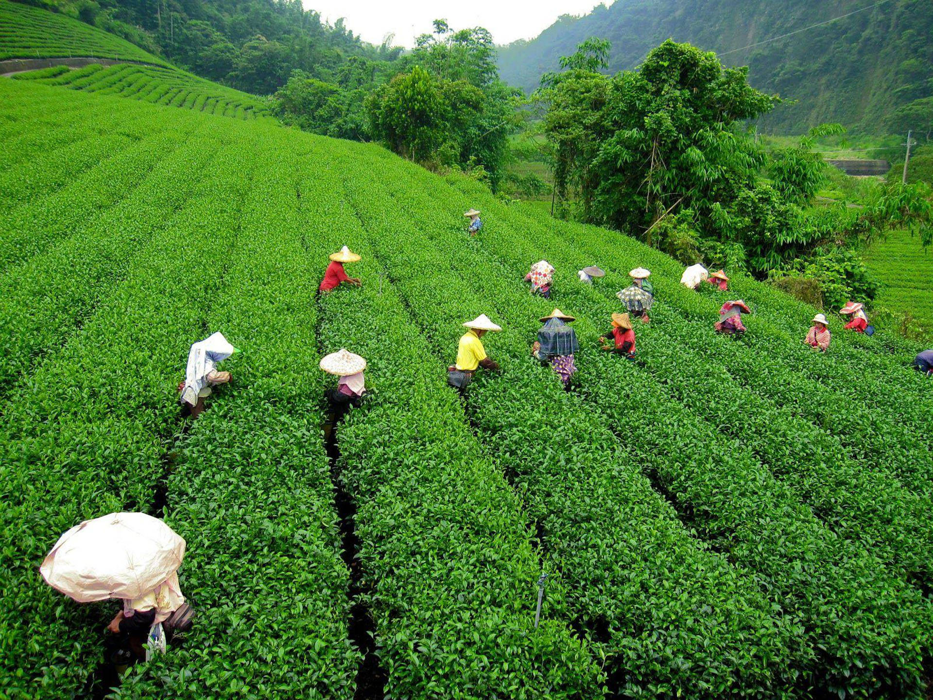 農民戴著錐形帽在鬱鬱蔥蔥的梯田中採茶。