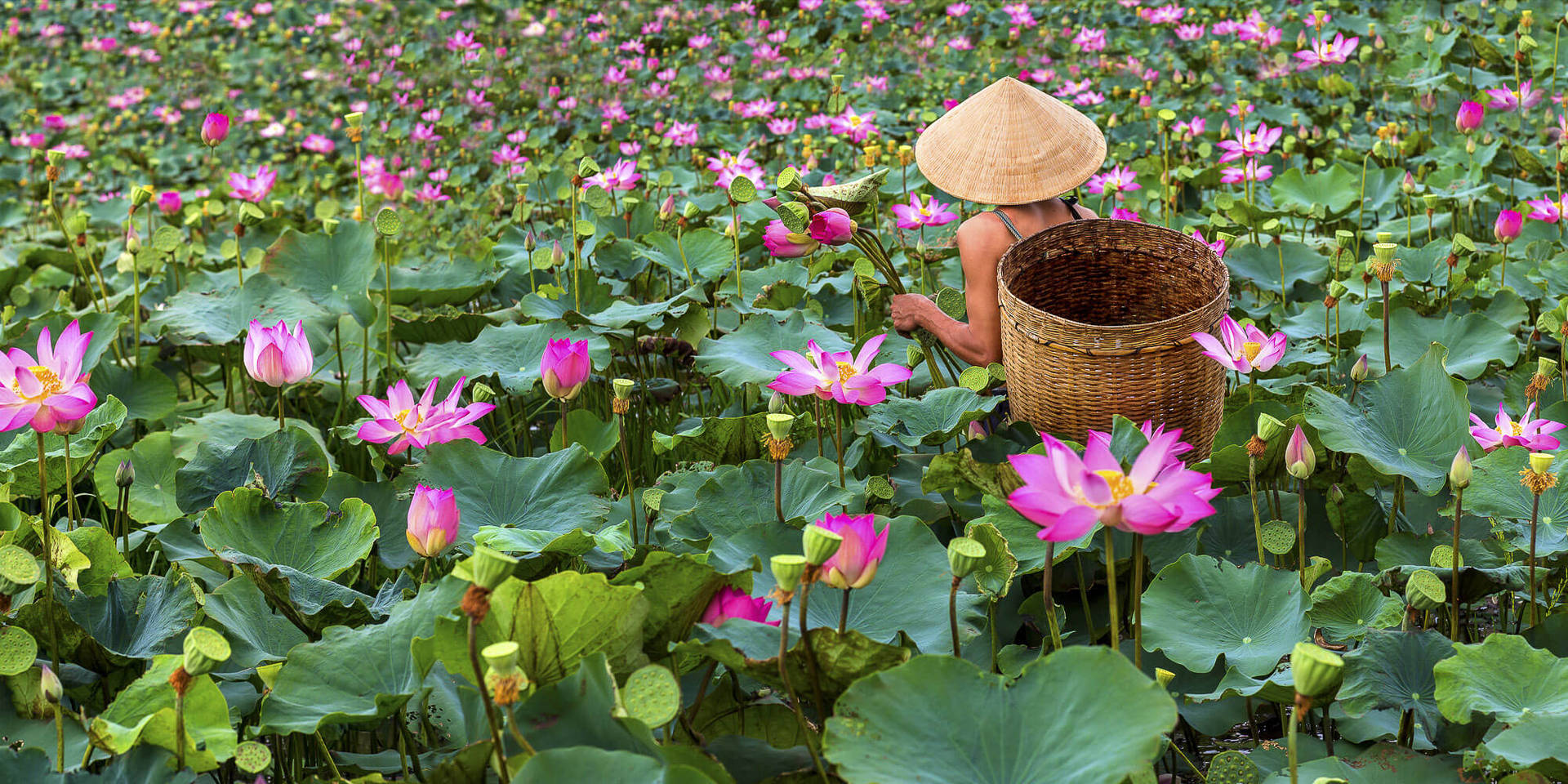 人在池塘中用籃子採集蓮花。 — 蓮花 GIF 壁紙