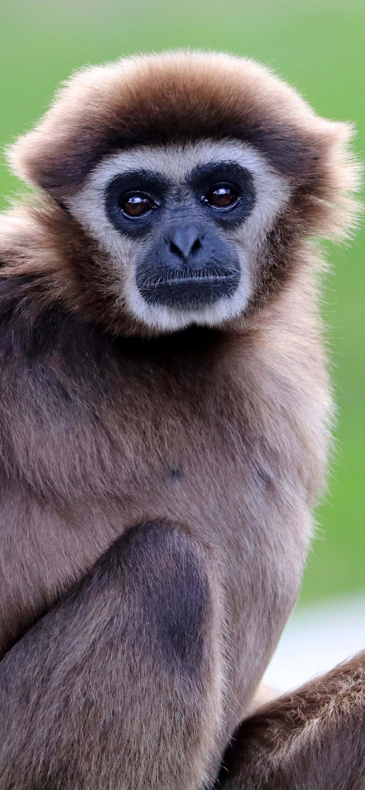「趣味繽紛 iPhone XS Max Gibbon 背景」 壁紙 — 長臂猿的特寫，擁有富表情的深色眼睛和柔軟的棕色毛髮，背景是模糊的綠色。