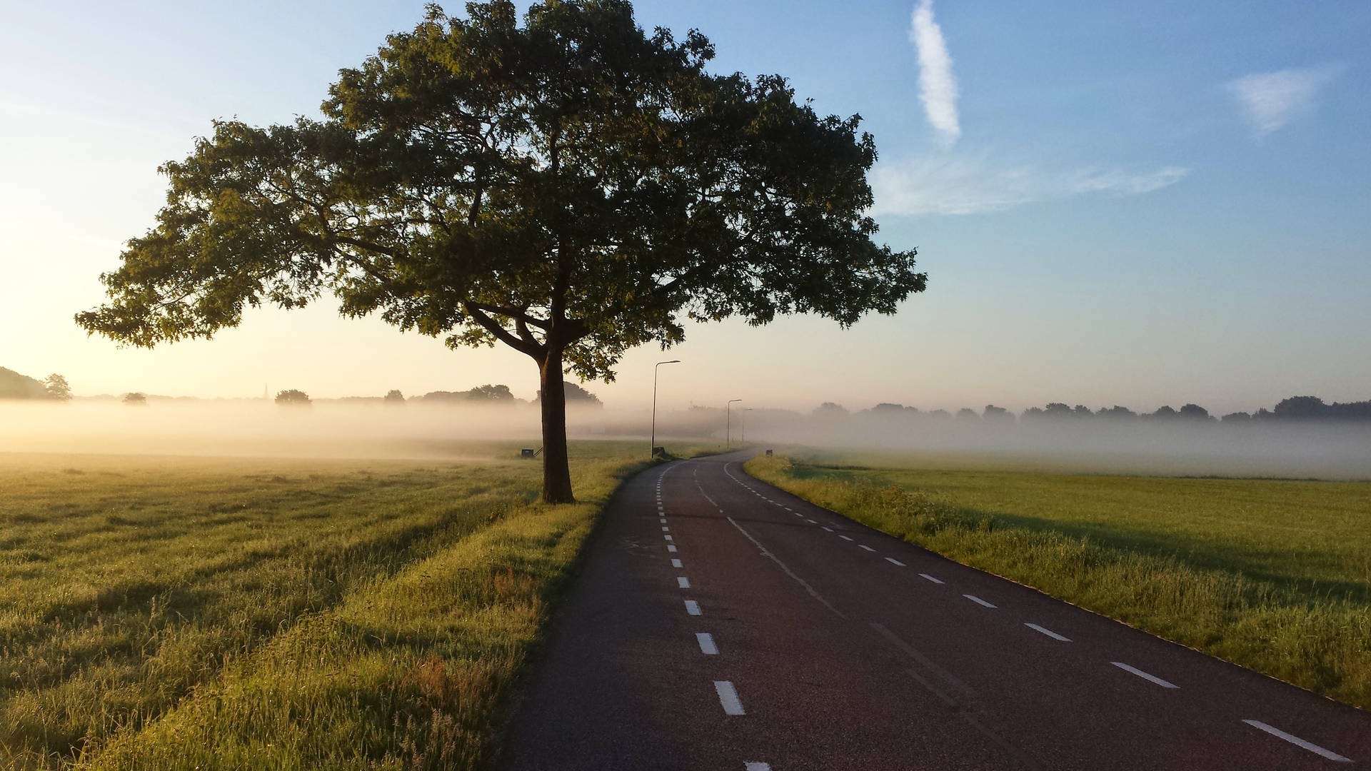 日出時分霧氣瀰漫的田野中，一棵孤樹矗立在道路旁。