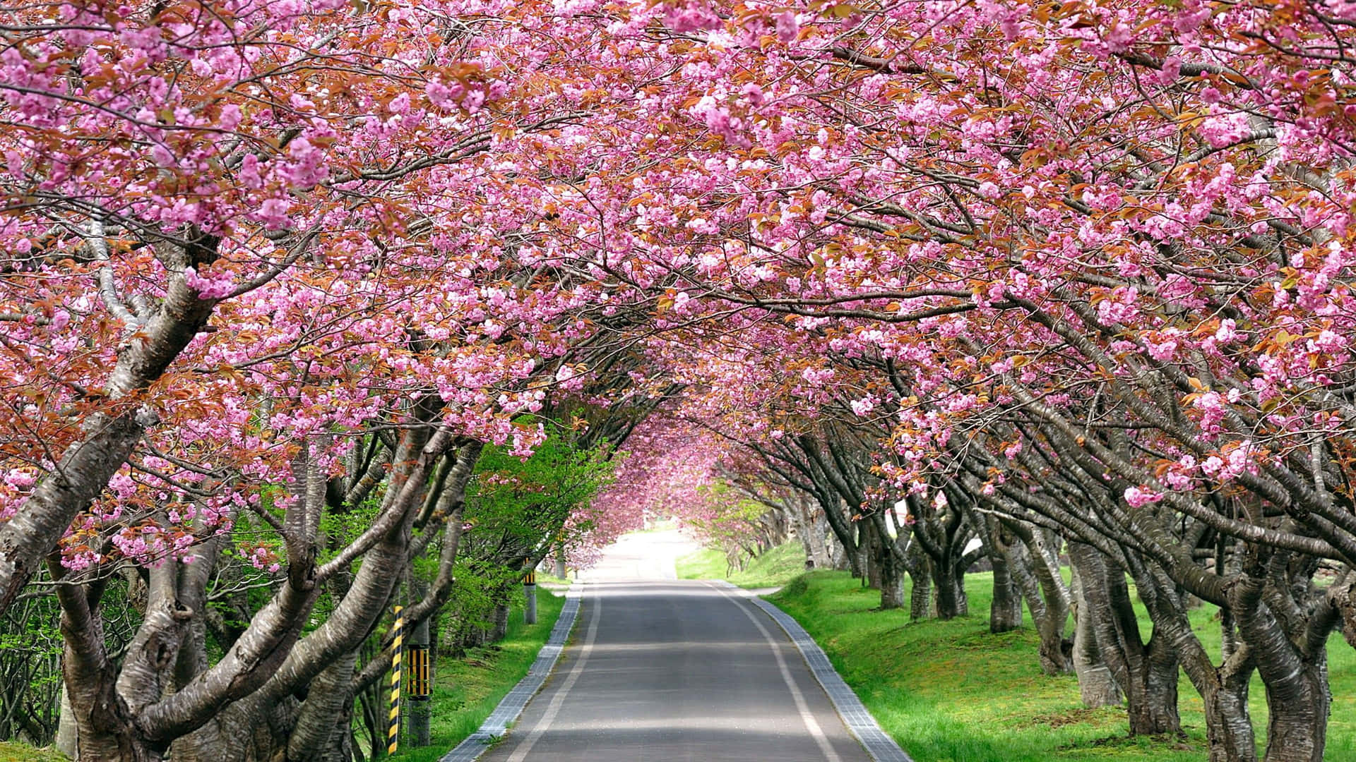 一條兩旁種滿盛開櫻花樹的道路。