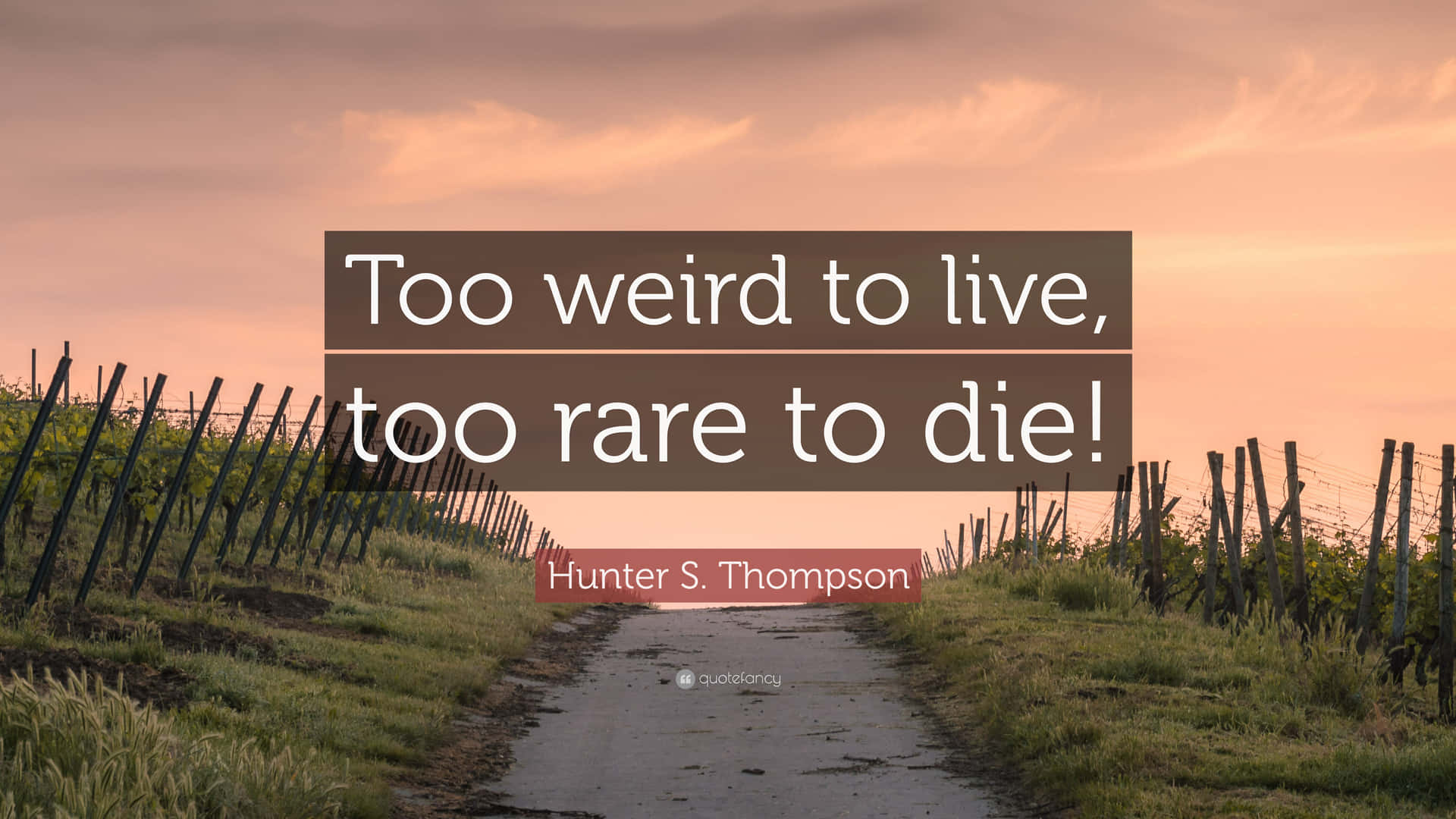 日落時分的葡萄園小徑，附有Hunter S Thompson的引言too weird to live too rare to die