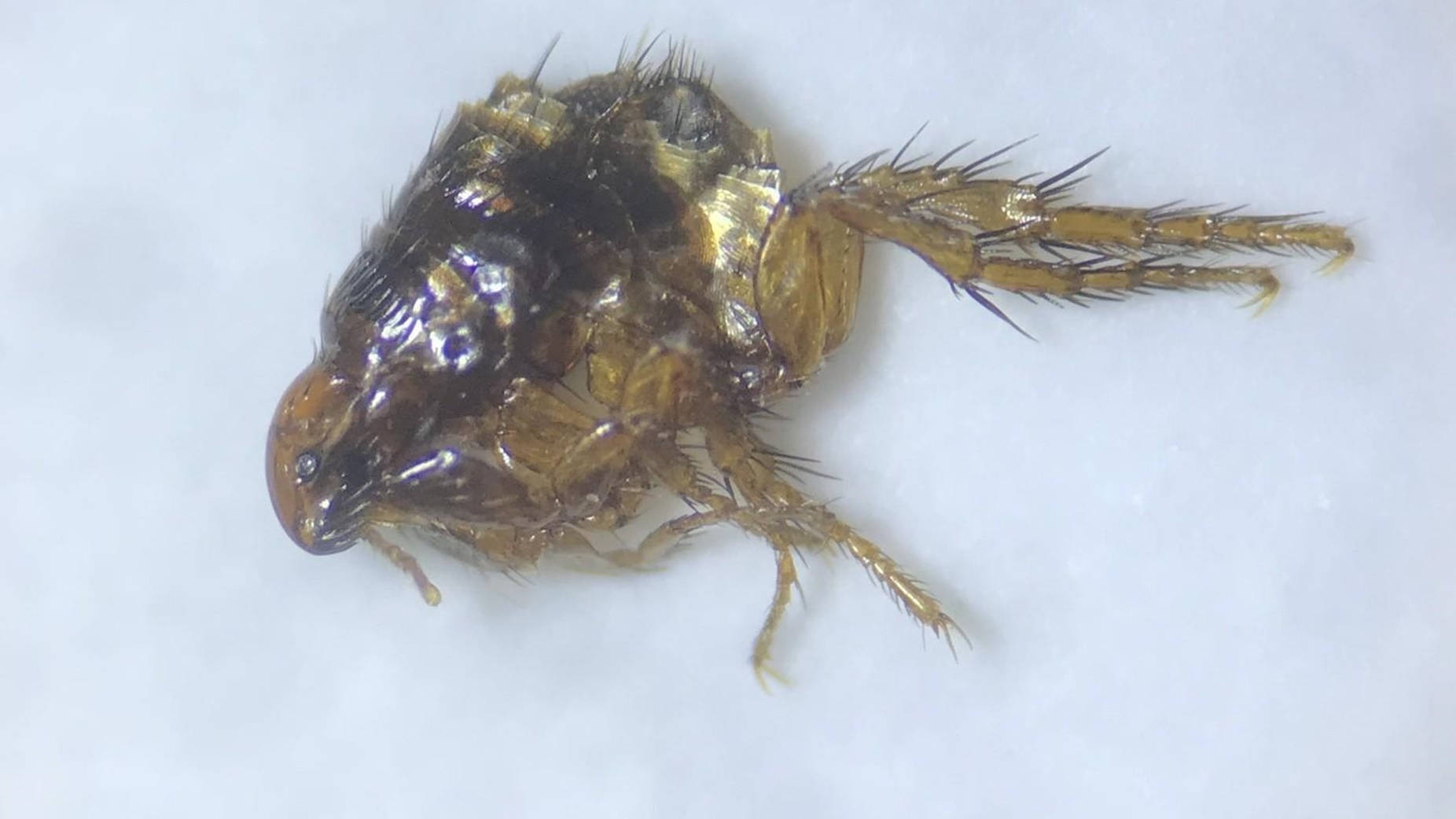 跳蚤在死動物身上特寫 壁紙 — 一個特寫微距照片，顯示一隻細節豐富的棕色跳蚤，有尖刺的腿和閃亮的外骨骼，在純白色的表面上。