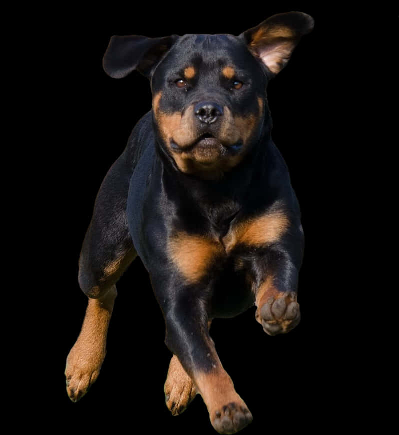 跳躍中嘅洛威拿犬黑色背景 壁紙