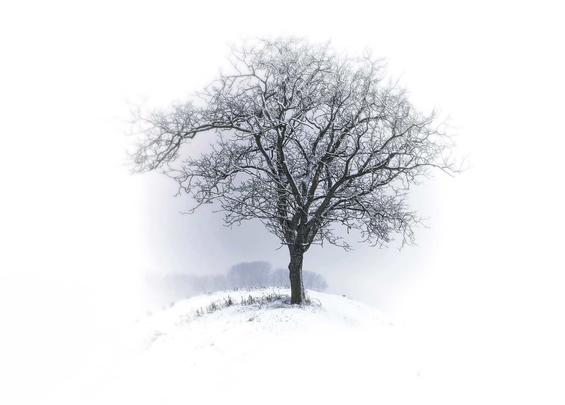 一棵孤獨的無葉樹木被雪覆蓋，在冬季霧中的雪丘上。