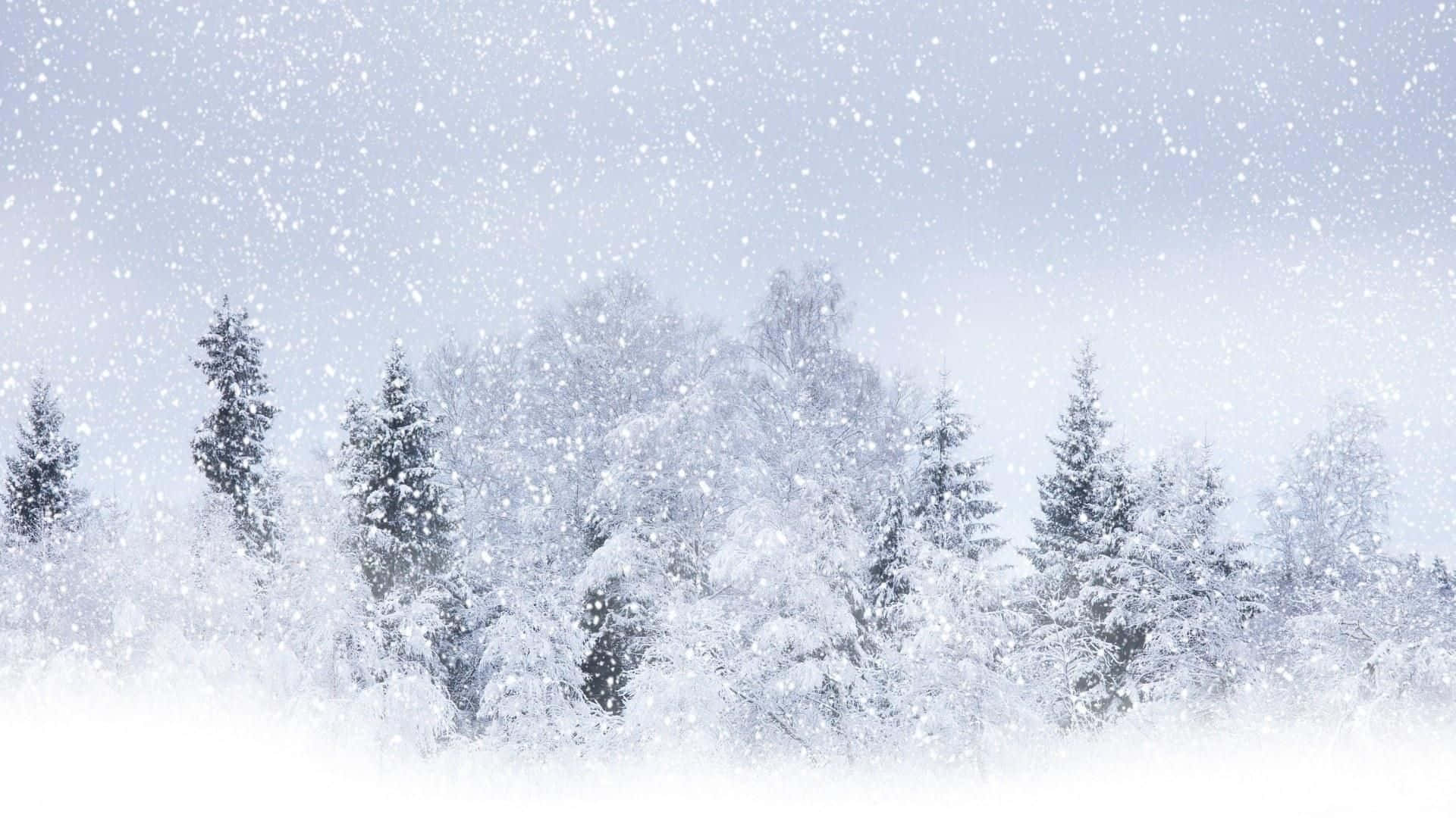 踏上冰雪奇境之旅 壁紙 — 雪花在蒼白的冬日天空下，輕輕飄過一片茂密、積雪覆蓋的常綠樹林。