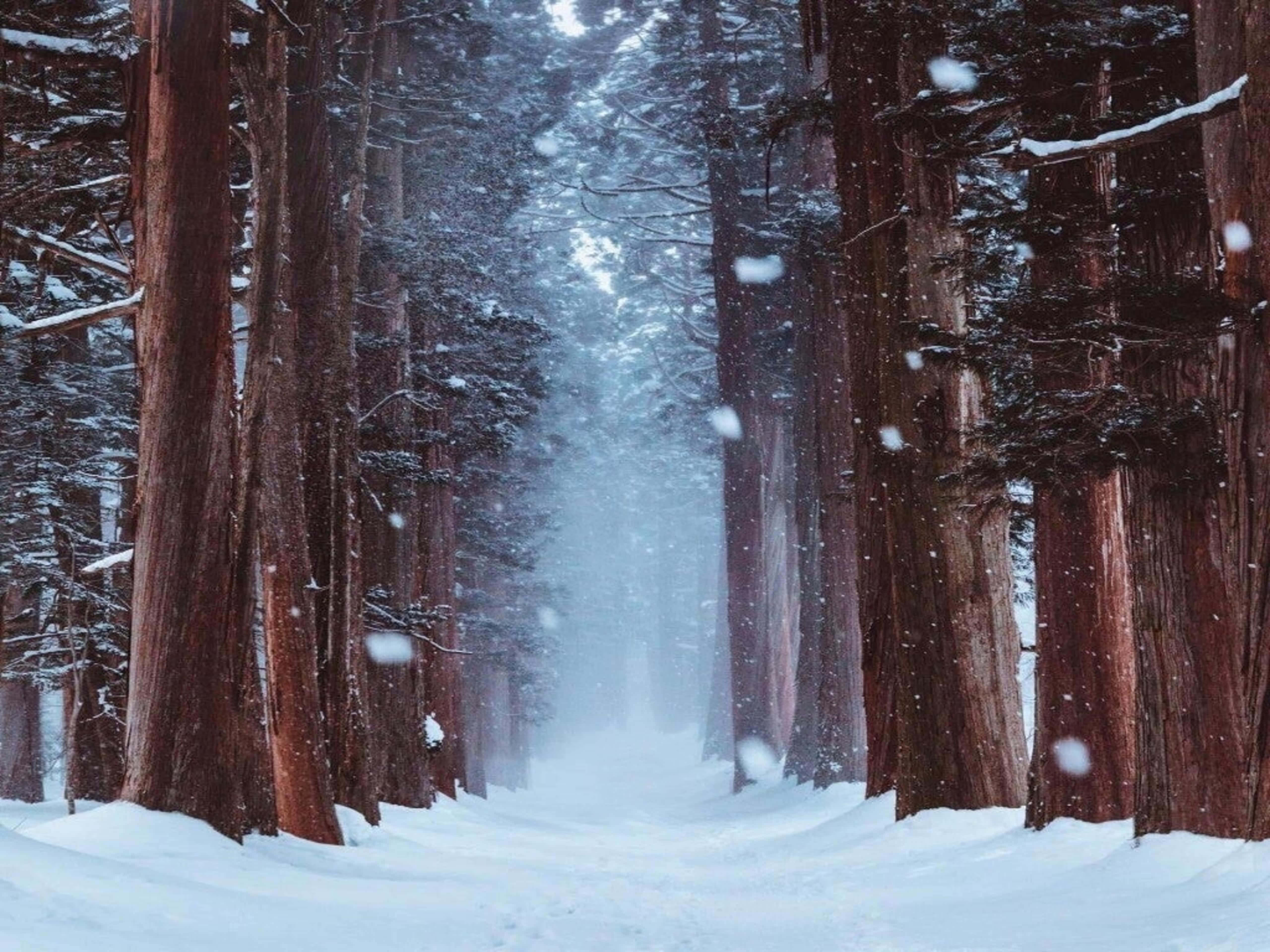 踏入雪林之旅 壁紙 — 雪花飄過高聳的紅杉樹，在寧靜的冬季森林小徑上。