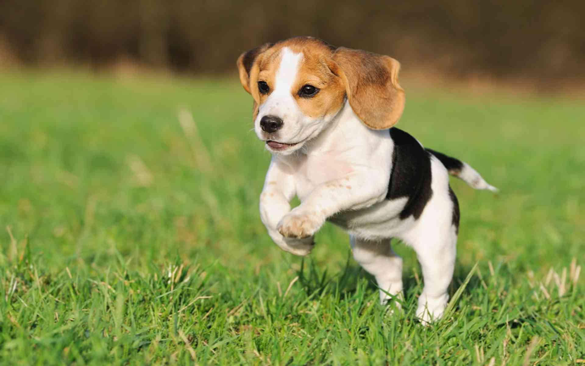 蹦跳的比格犬幼犬 壁紙 — 一隻頑皮的比格犬幼犬在陽光明媚的日子裡，歡快地跳過充滿活力的綠色草地。