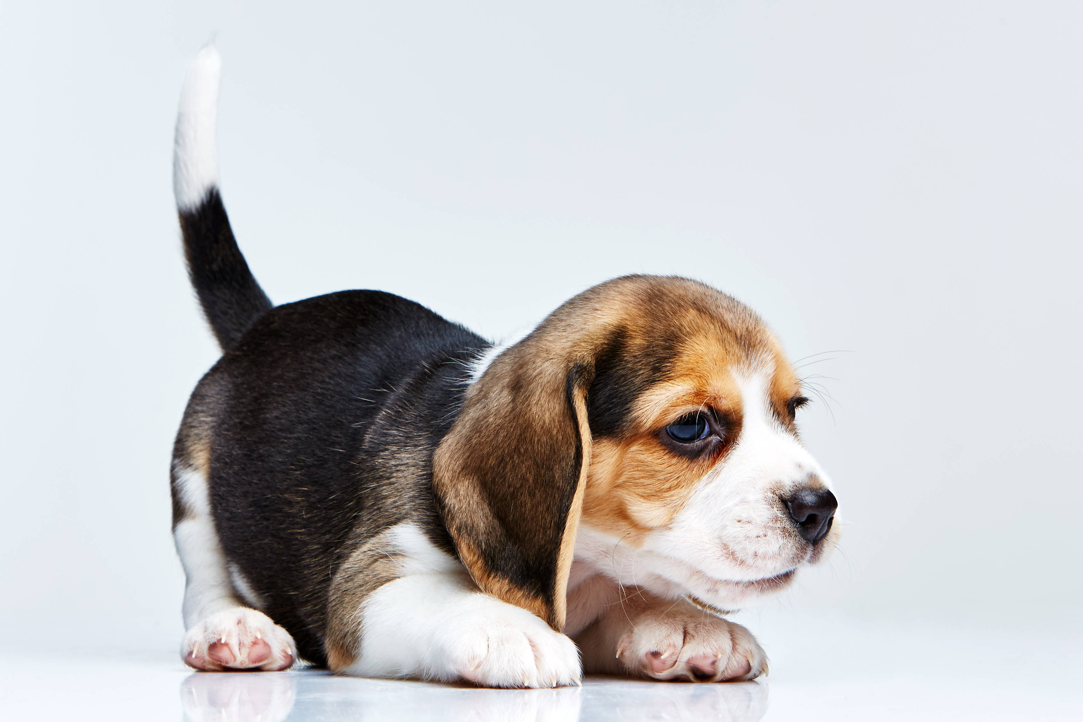 蹲伏的比格犬幼犬 壁紙 — 一隻可愛的三色比高犬幼犬躺在反光的白色表面上，背景是純淺灰色。