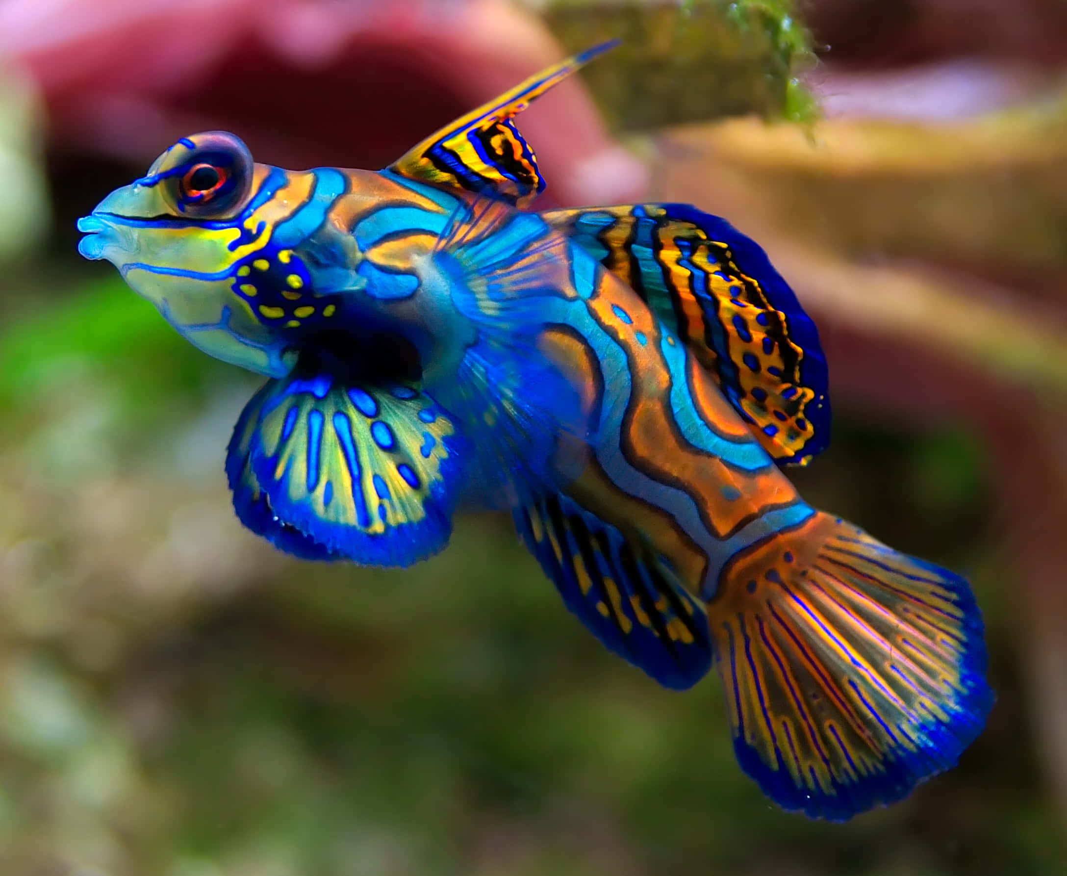 躍出清泉的魚兒 壁紙 — 一條色彩斑斕的官服魚在柔和模糊的珊瑚礁中優雅地游動，帶有電光藍、橙和黃色的圖案。