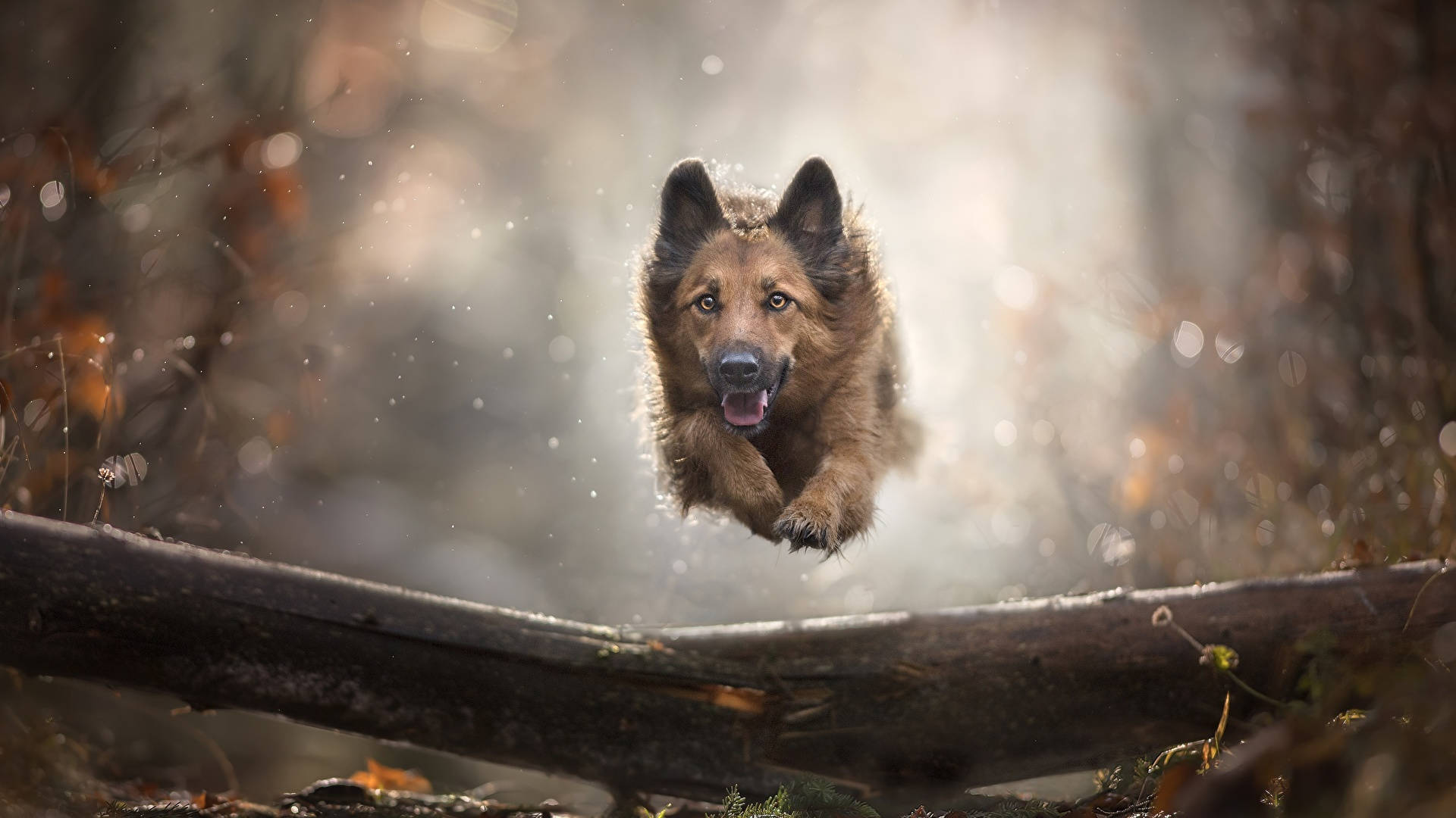 躍過木樁的德國牧羊犬 壁紙 — 一隻德國牧羊犬在陽光明媚的秋日森林中，於落葉和柔和散景背景下，躍過一根圓木。