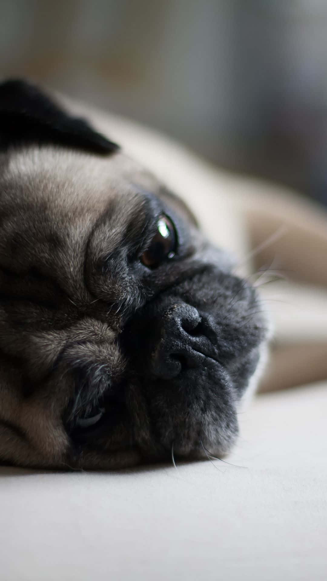一隻淺黃色八哥犬用充滿靈魂的眼睛休息頭部