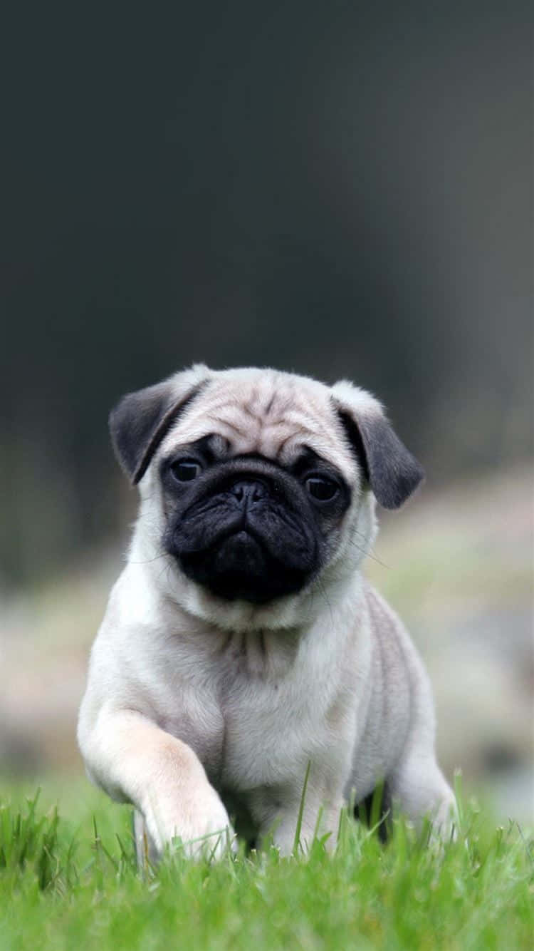 一隻小巴哥犬幼犬在綠色草地上奔跑，背景模糊。