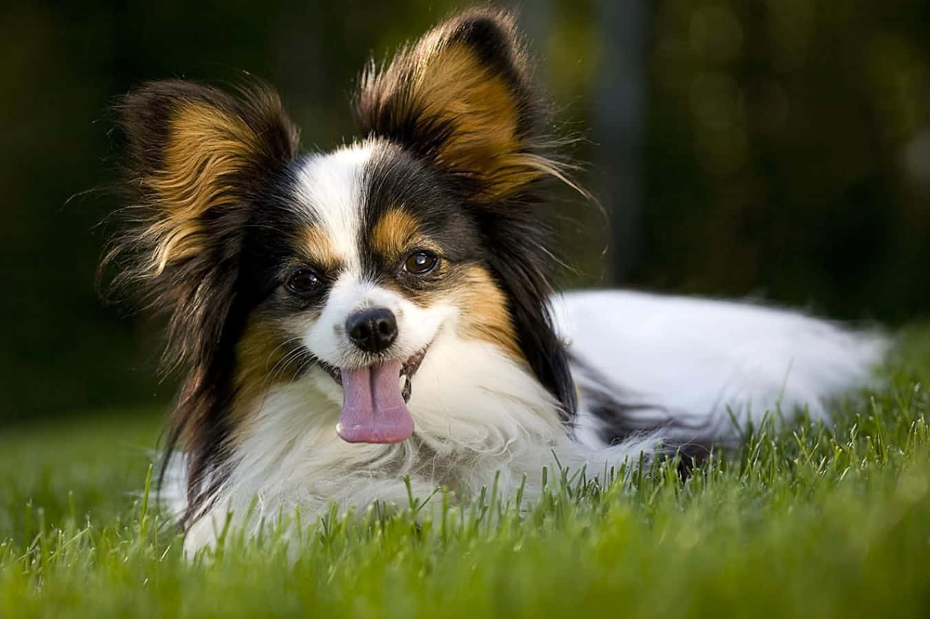 躺著吐舌的巴比龍犬照片 壁紙 — 一隻快樂的蝴蝶犬，有大耳朵和粉紅色舌頭，在柔和陽光下躺在鮮綠的草地上休息。