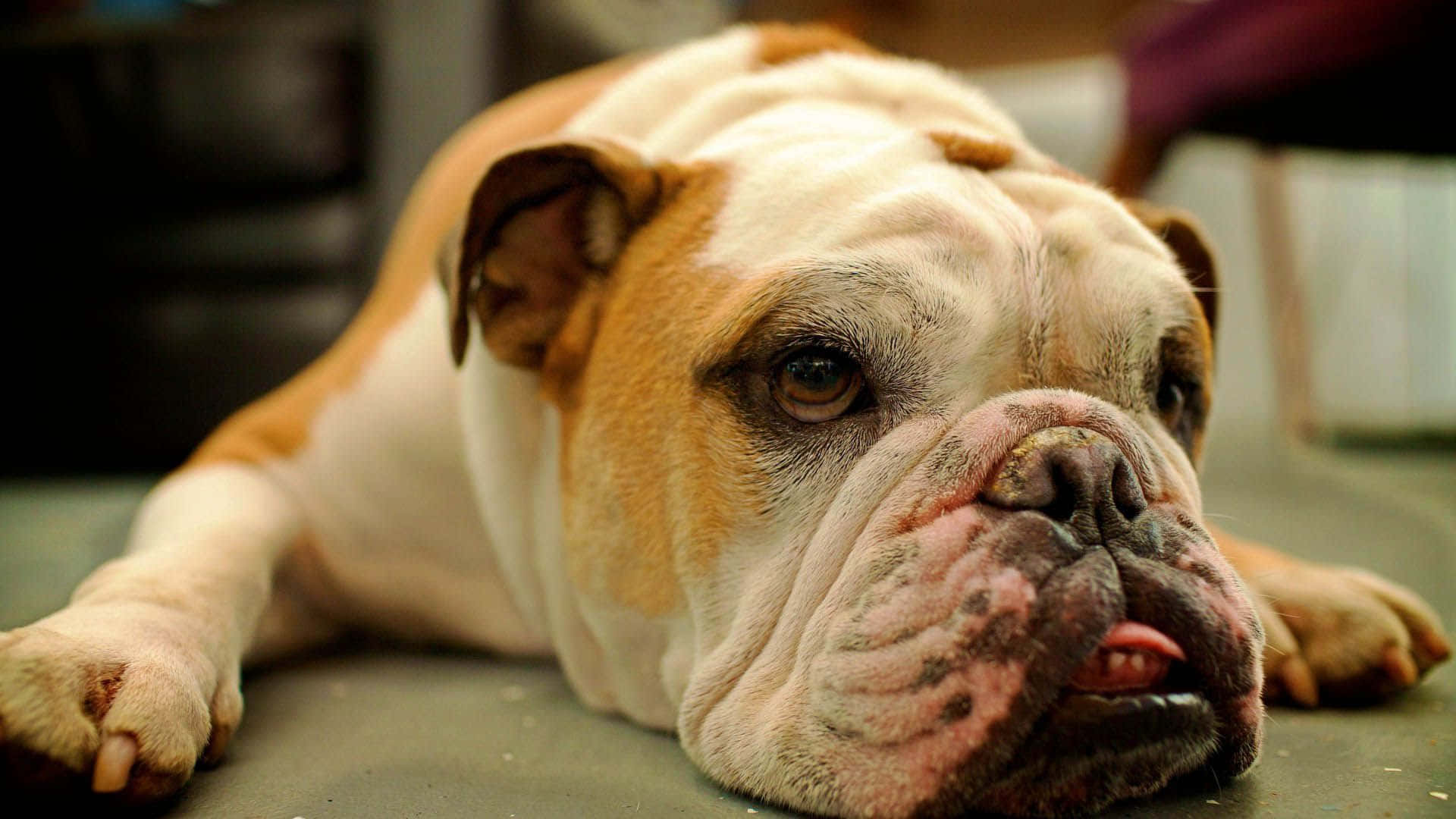 躺著的鬥牛犬幼犬圖 壁紙 — 一隻皺紋滿面的鬥牛犬躺下，眼神深邃，嘴巴微張的特寫。