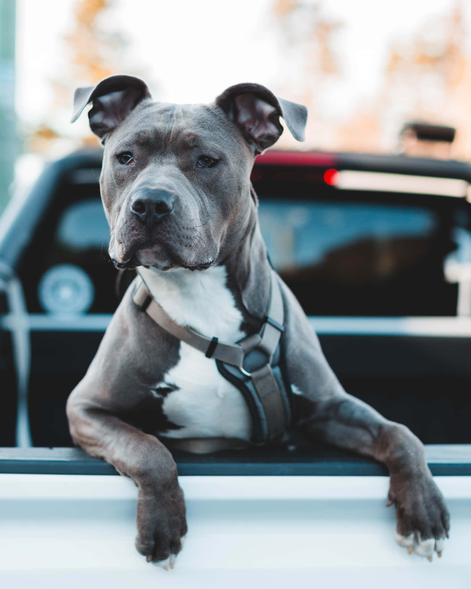 一隻灰白色的比特犬穿著胸背帶，坐在白色小型貨車的後車斗裡。