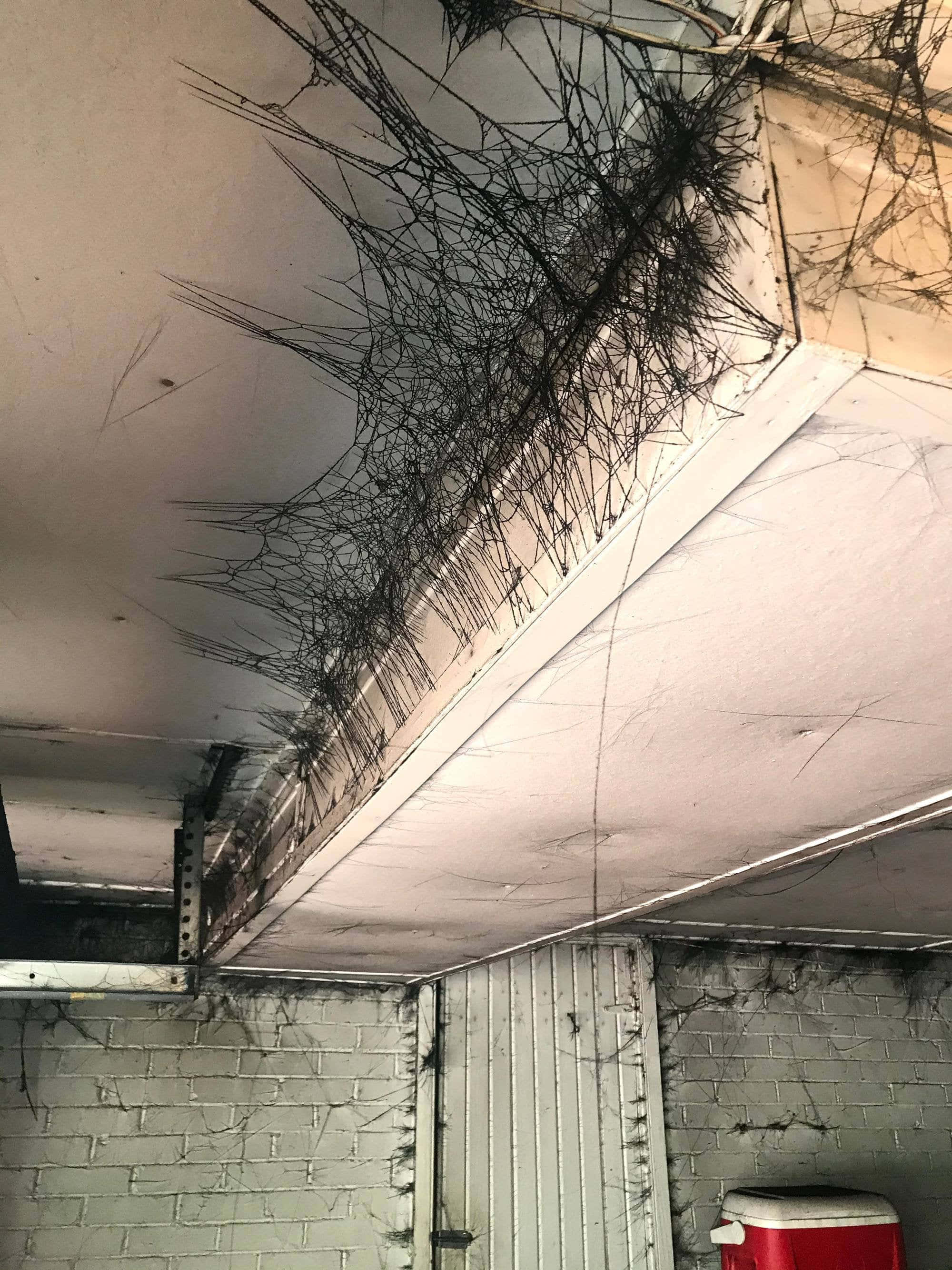 Cobwebs 桌布 壁紙 — 車庫天花角落的特寫，表面有廣泛的黑色蜘蛛網狀霉菌生長蔓延。