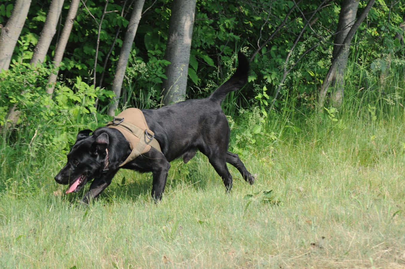 軍犬於野外執行任務 壁紙 — 一隻黑色狗穿著棕褐色胸背帶，在陽光明媚的森林空地上快樂地穿過高草奔跑。