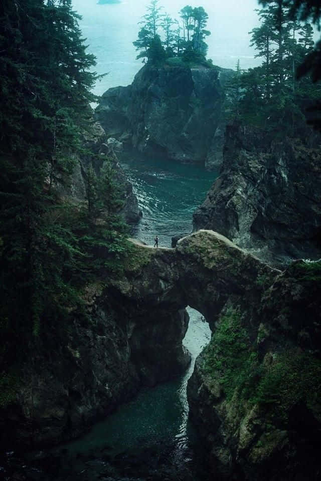 輝煌土地風景圖 壁紙 — 一個孤獨的身影站在長滿苔蘚的岩石拱門上，俯瞰著被霧氣籠罩的藍綠色海洋，兩旁是高聳的常綠森林。