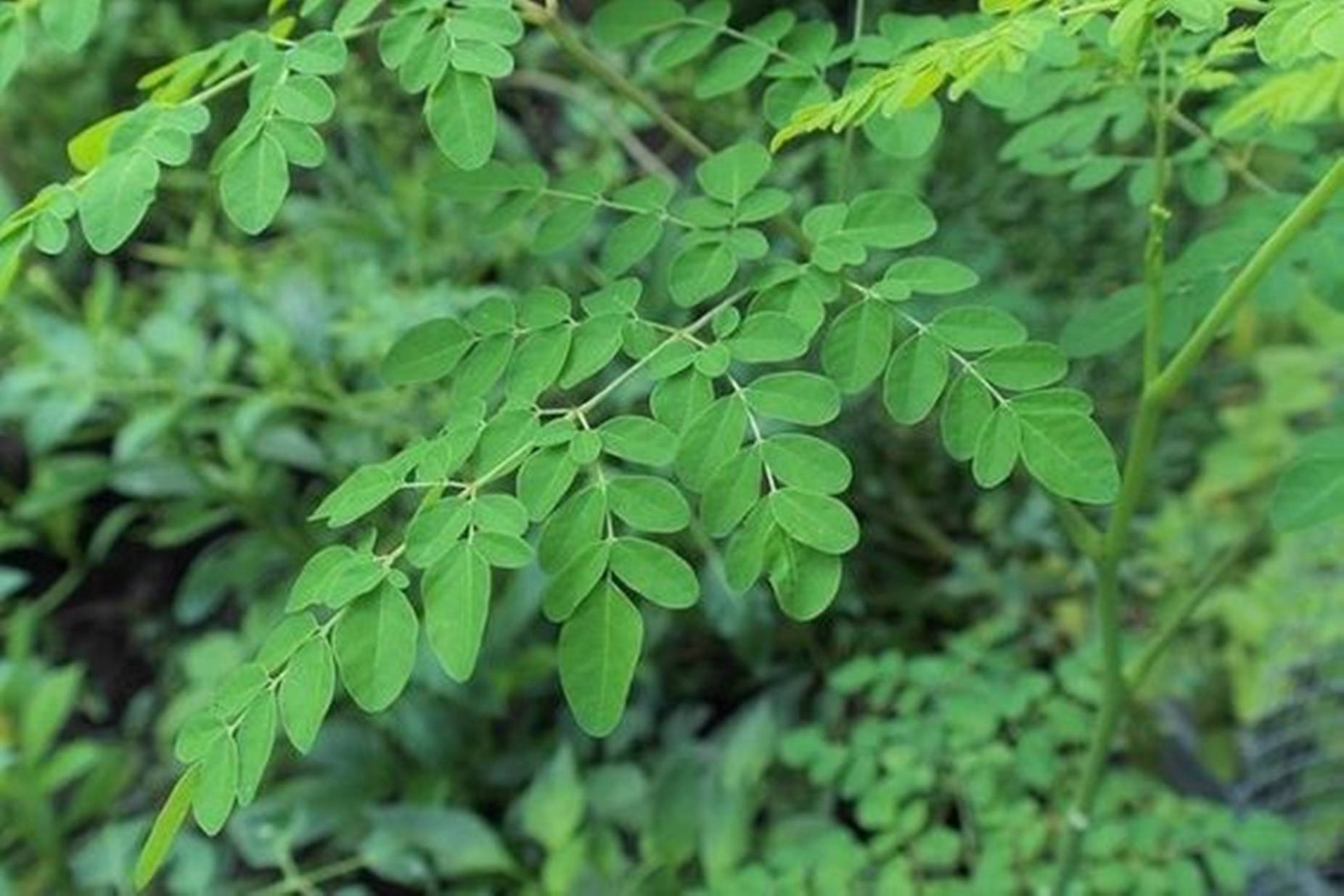 茂密綠色花園中的辣木葉特寫