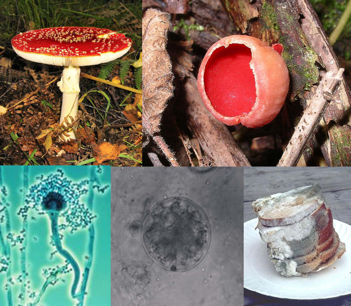 「辨識蘑菇：學習不同品種」 壁紙 — 森林真菌和微生物生命的生動拼貼，包括紅帽蘑菇和發光的藍色黴菌。