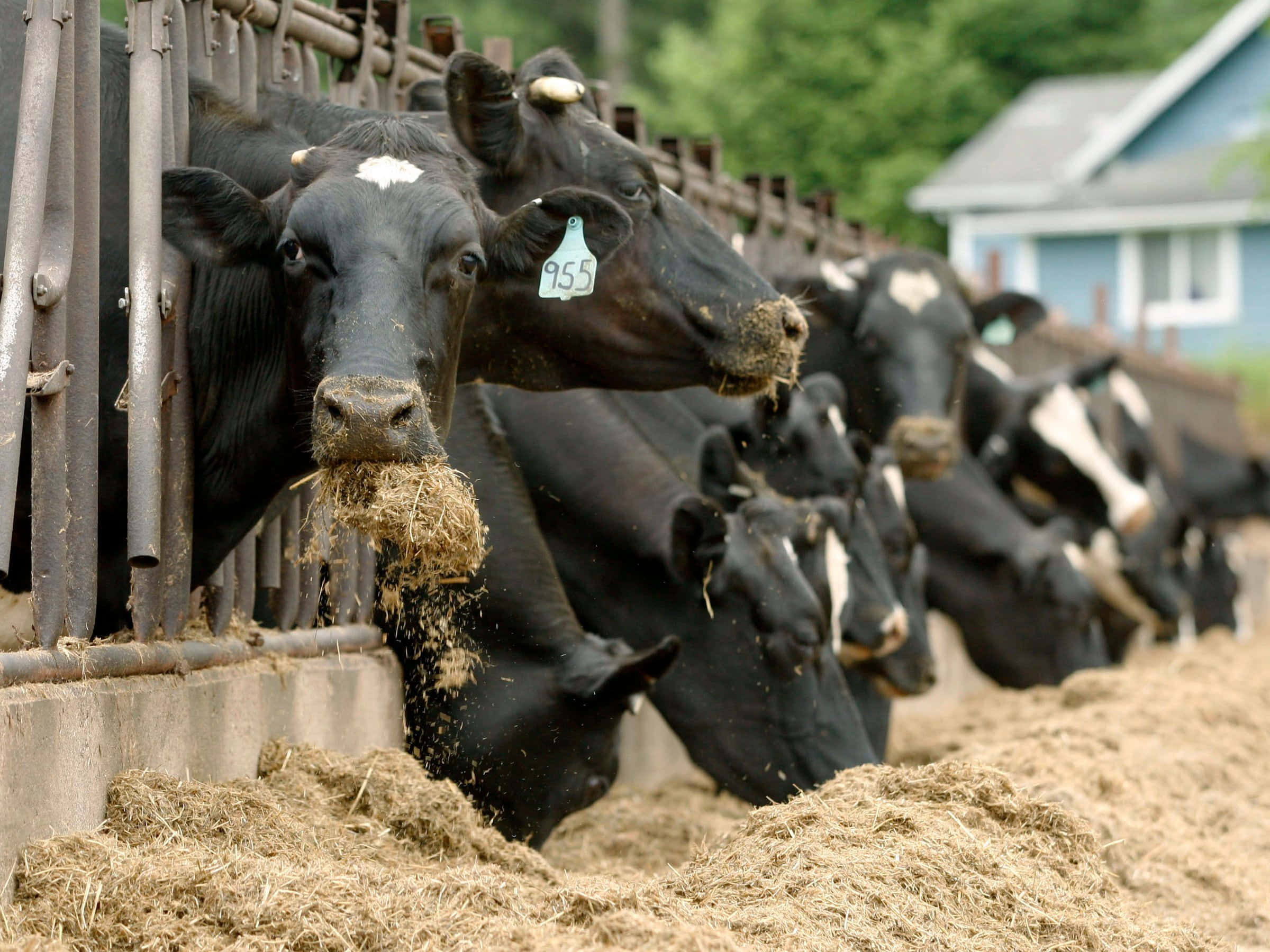 農場動物一同成長 壁紙 — 帶有白色斑紋的黑牛通過金屬飼料閘門進食乾草，背景是一座藍色房屋的農場。